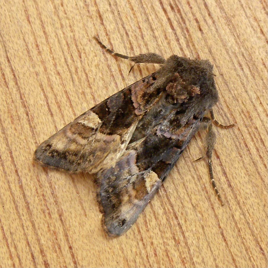 Small Angle Shades (Euplexia lucipara) photographed in Somerset by Sue Davies