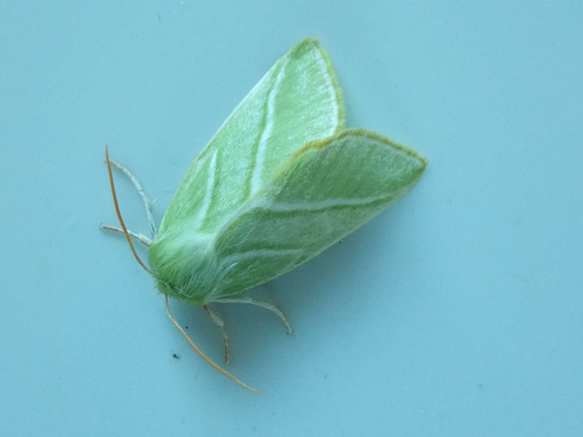 Green Silver-lines (Pseudoips prasinana) photographed in Somerset by Christopher Iles