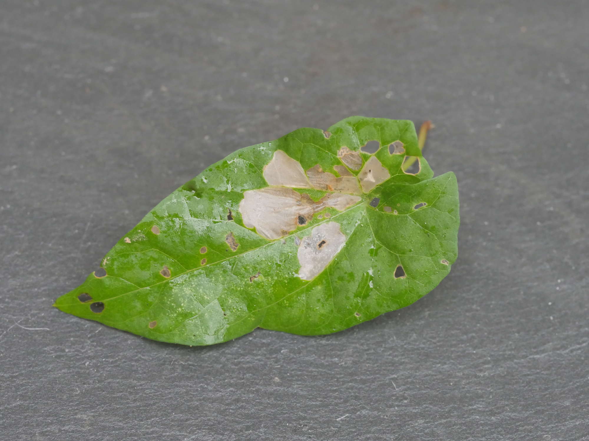 Bindweed Bent-wing (Bedellia somnulentella) photographed in Somerset by Jenny Vickers