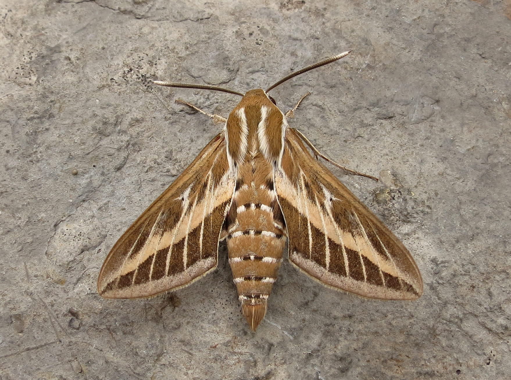 Striped Hawk-moth (Hyles livornica) photographed in Somerset by Steve Chapple