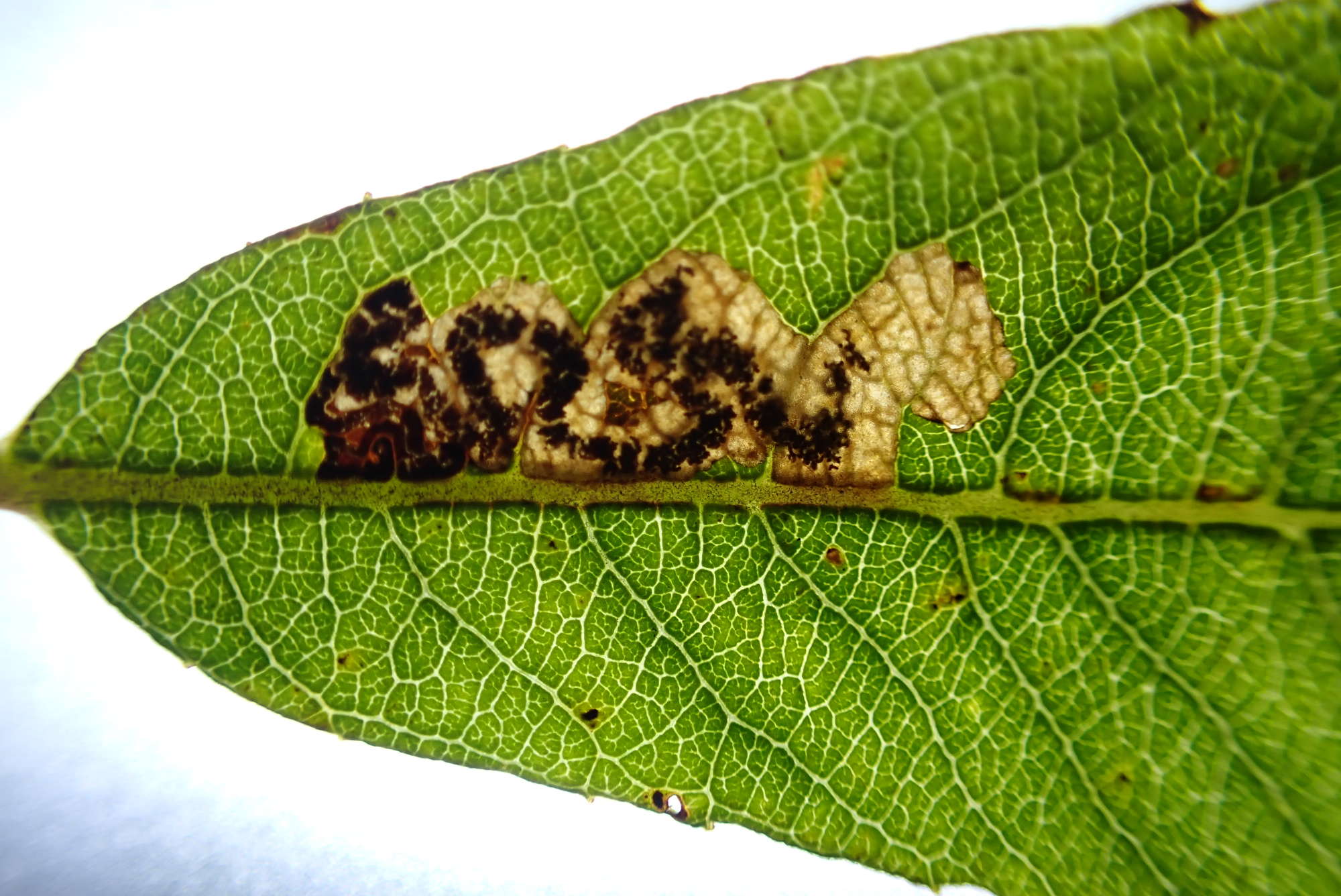 Sallow Pigmy (Stigmella salicis) photographed in Somerset by Jenny Vickers