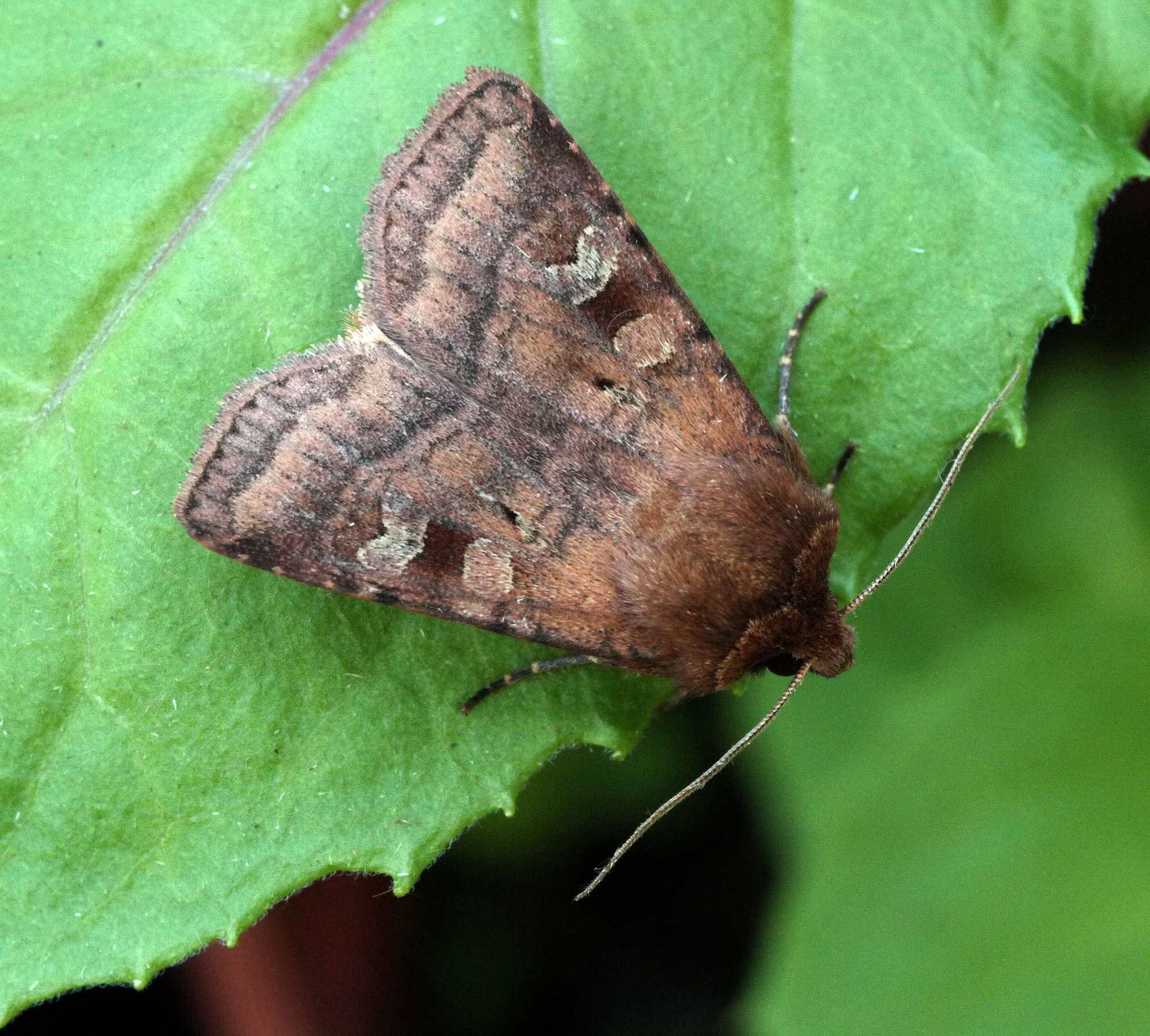 Small Square-spot (Diarsia rubi) photographed in Somerset by John Connolly