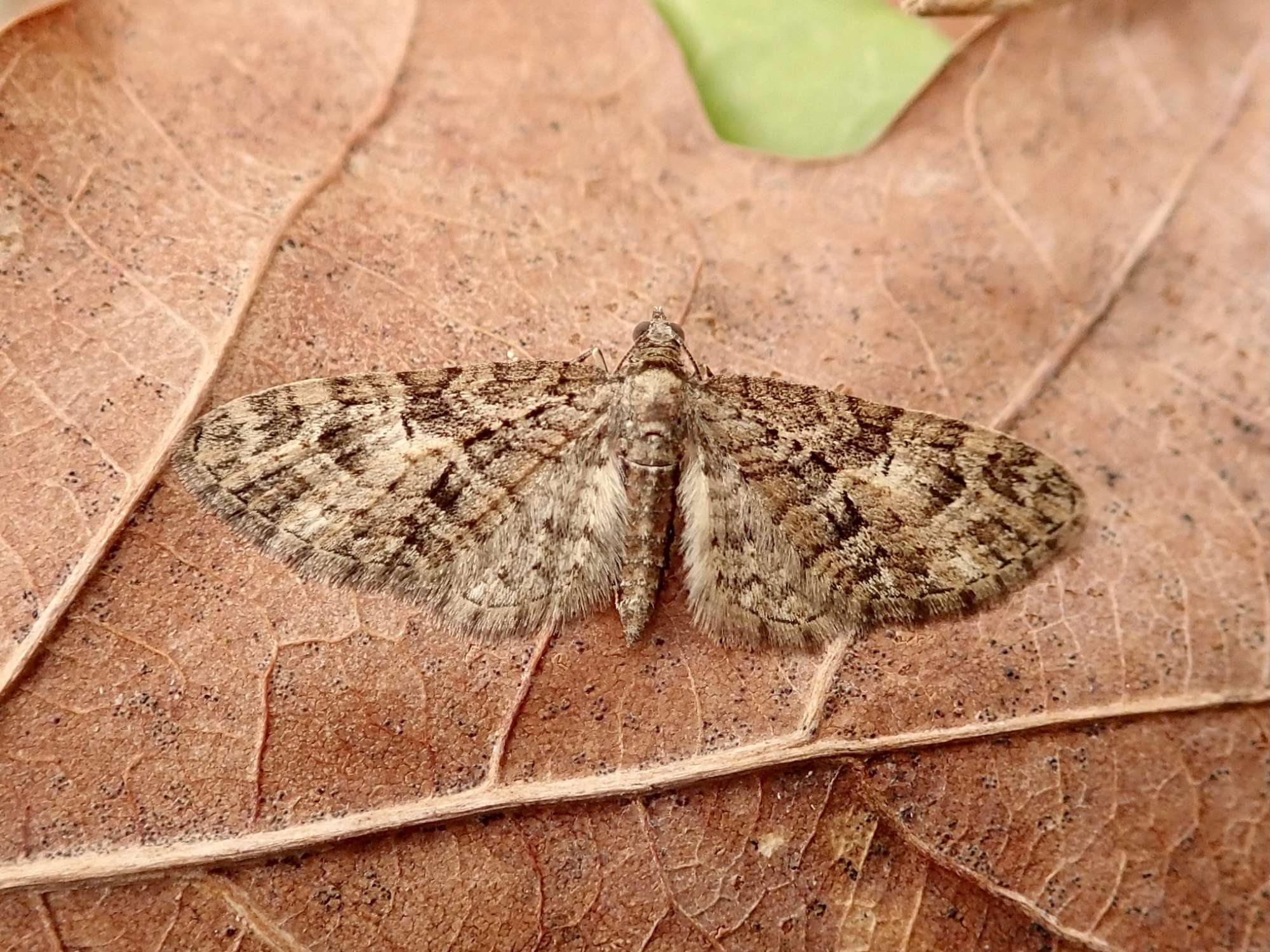 Brindled Pug (Eupithecia abbreviata) photographed in Somerset by Sue Davies