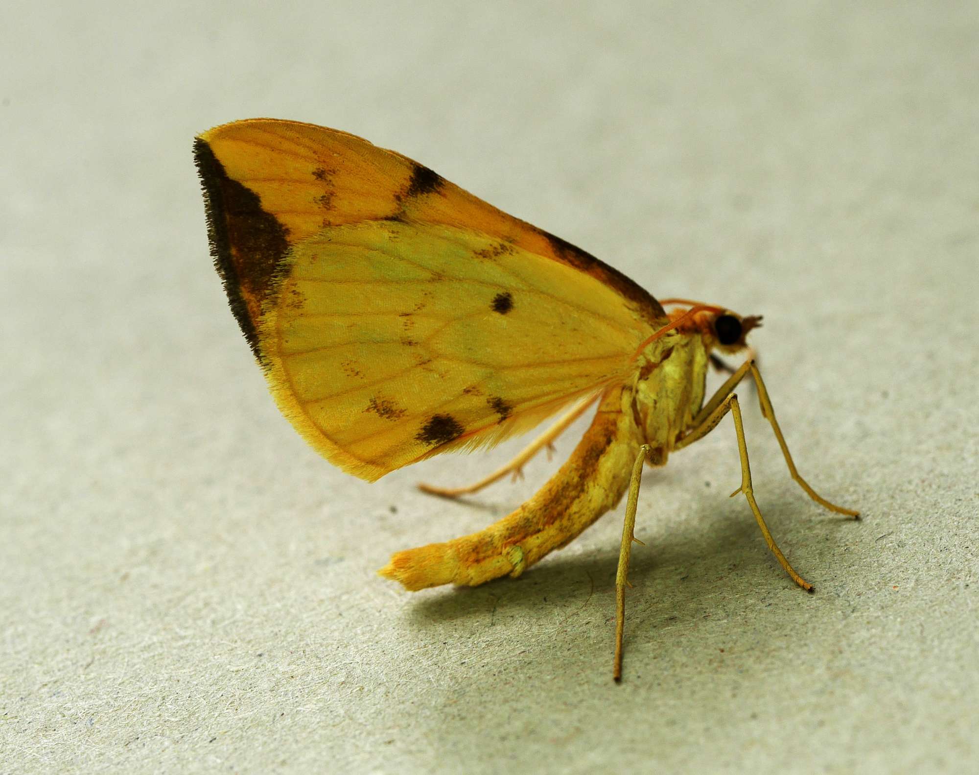 Barred Straw (Gandaritis pyraliata) photographed in Somerset by John Connolly