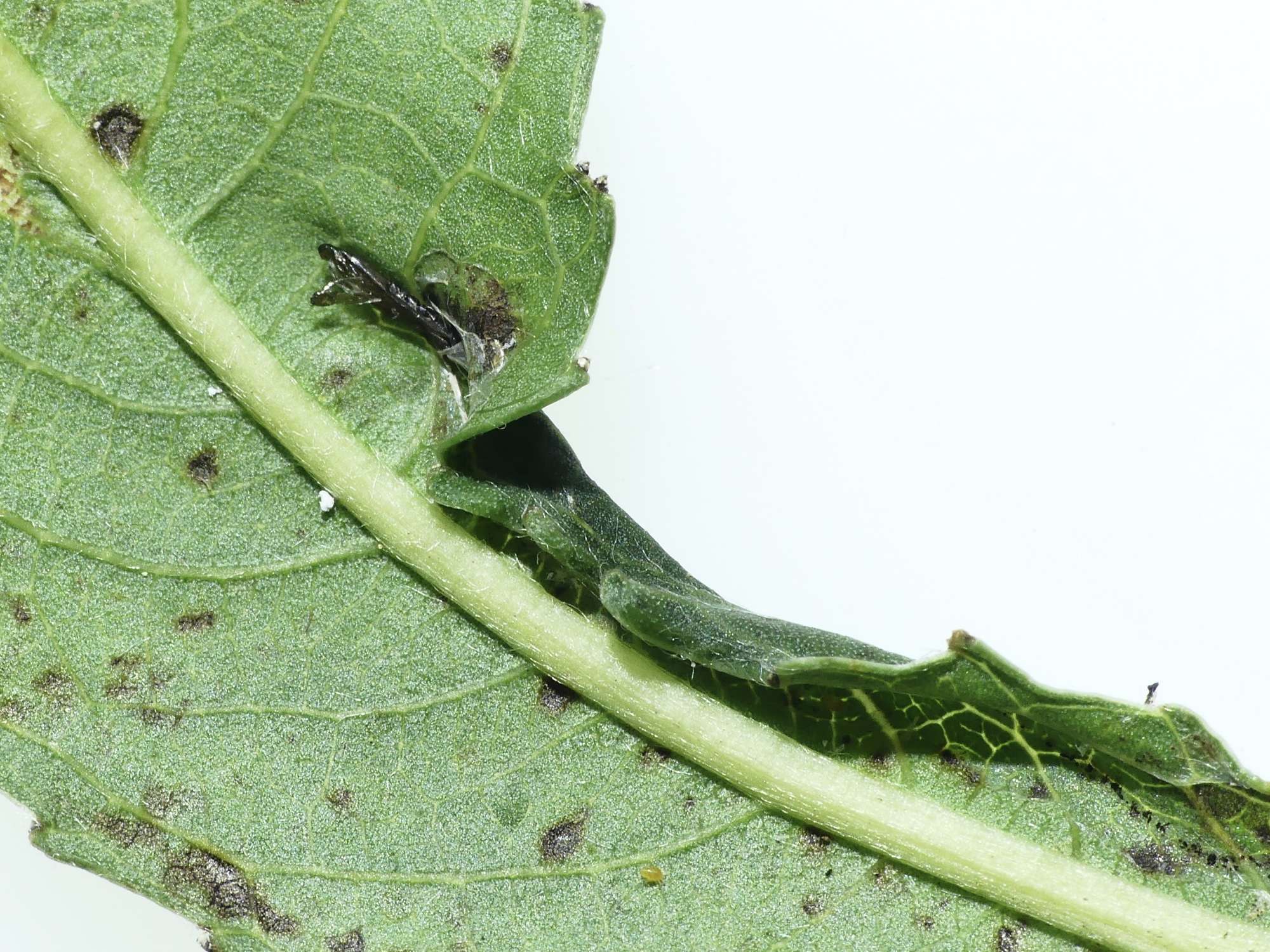 Willow Bent-wing (Phyllocnistis saligna) photographed in Somerset by Paul Wilkins