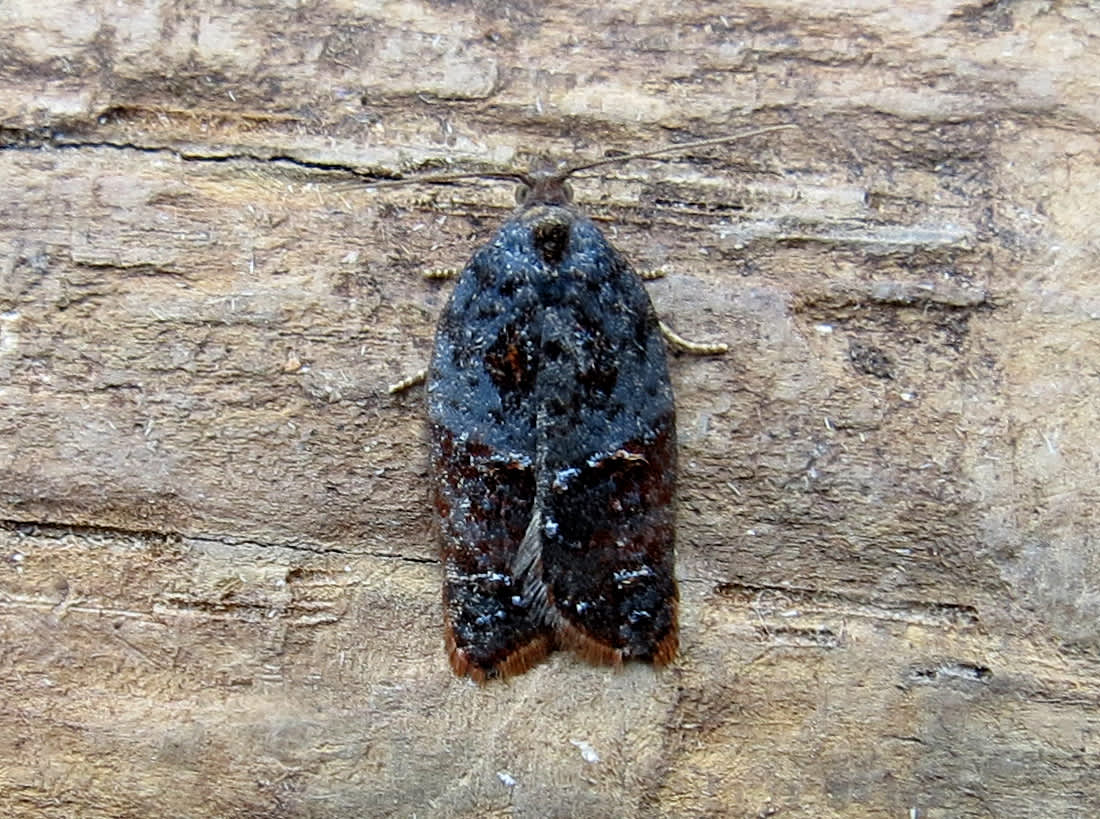 Garden Rose Tortrix (Acleris variegana) photographed in Somerset by Steve Chapple