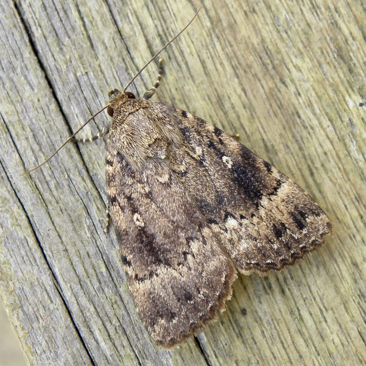 Copper Underwing (Amphipyra pyramidea) photographed in Somerset by Sue Davies