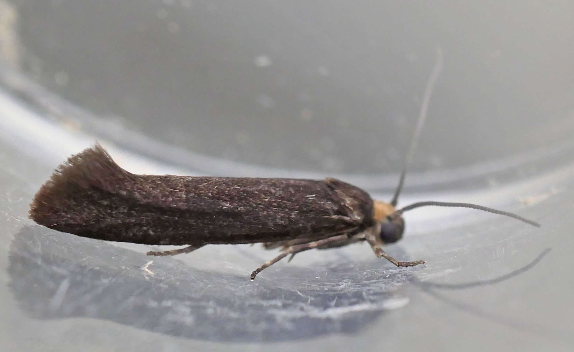 Dark Ash-bud Moth (Prays ruficeps) photographed in Somerset by Jenny Vickers