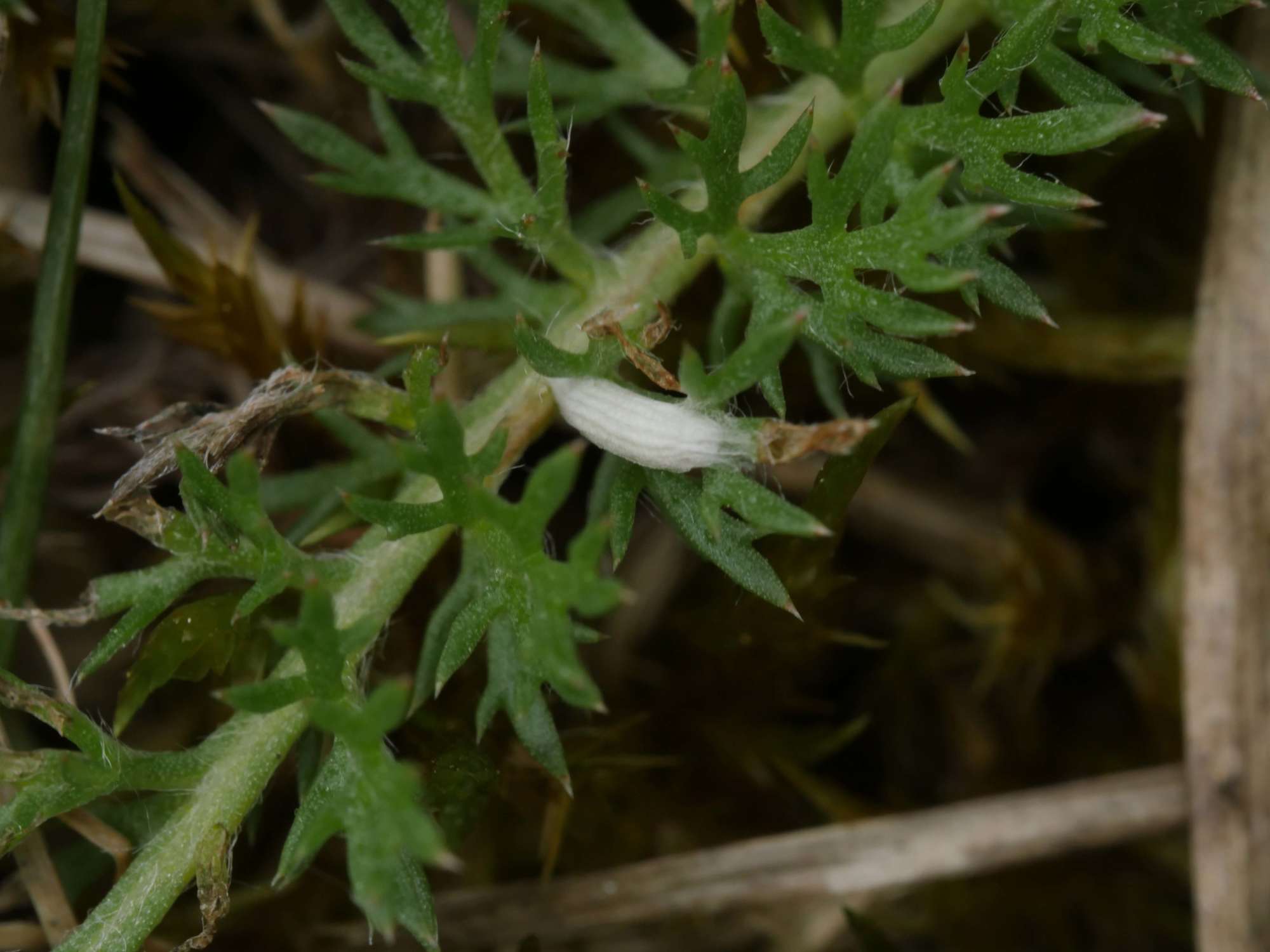 Crested Bent-wing (Bucculatrix cristatella) photographed in Somerset by Jenny Vickers