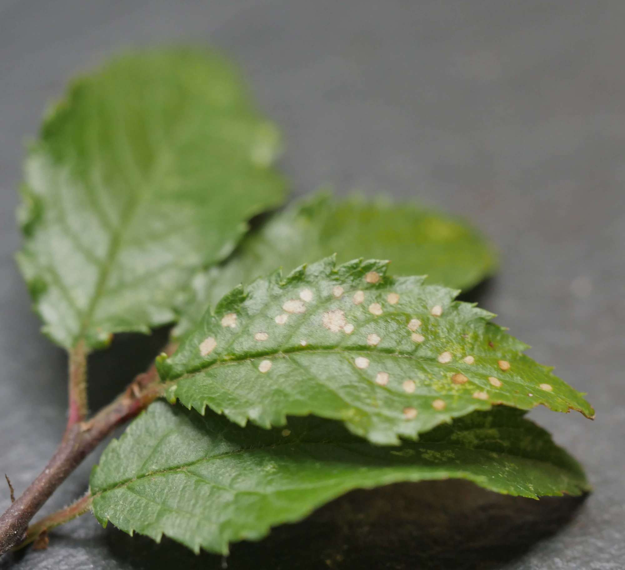 Pistol Case-bearer (Coleophora anatipennella) photographed in Somerset by Jenny Vickers