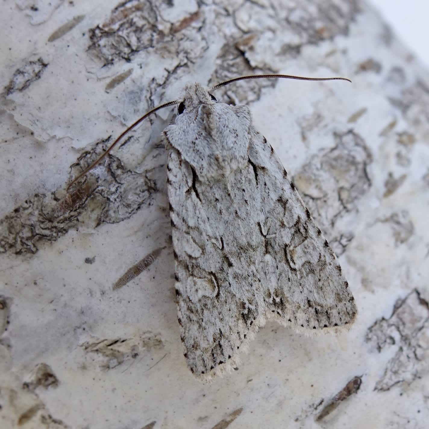 Grey Shoulder-knot (Lithophane ornitopus) photographed in Somerset by Sue Davies