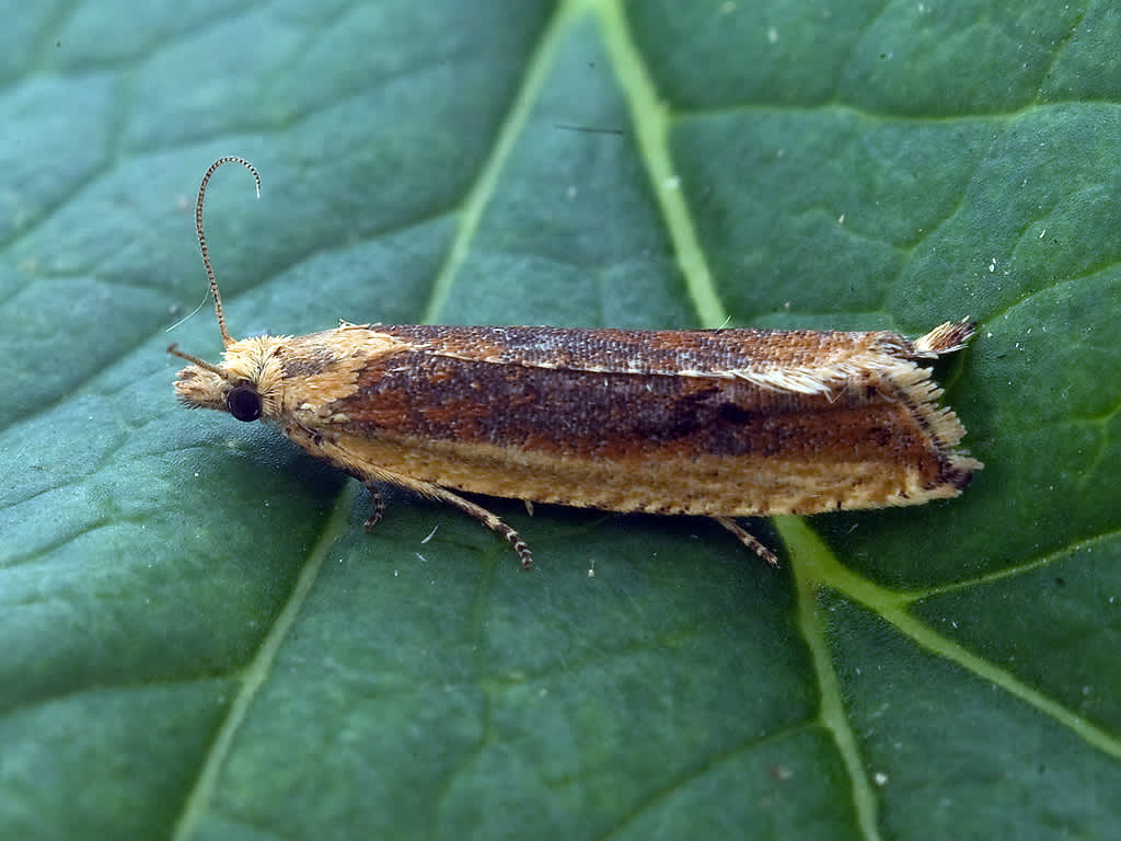 Saltern Marble (Bactra robustana) photographed in Somerset by John Bebbington