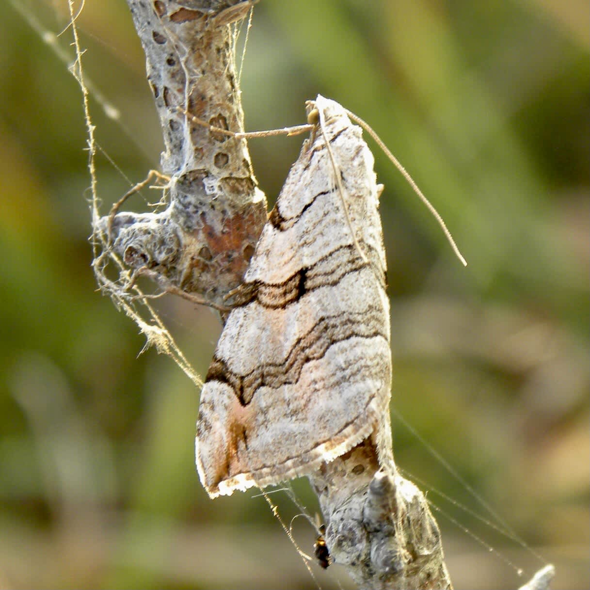 Treble-bar (Aplocera plagiata) photographed in Somerset by Sue Davies