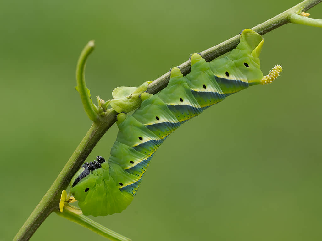 Death's-head Hawk-moth (Acherontia atropos) photographed in Somerset by John Bebbington