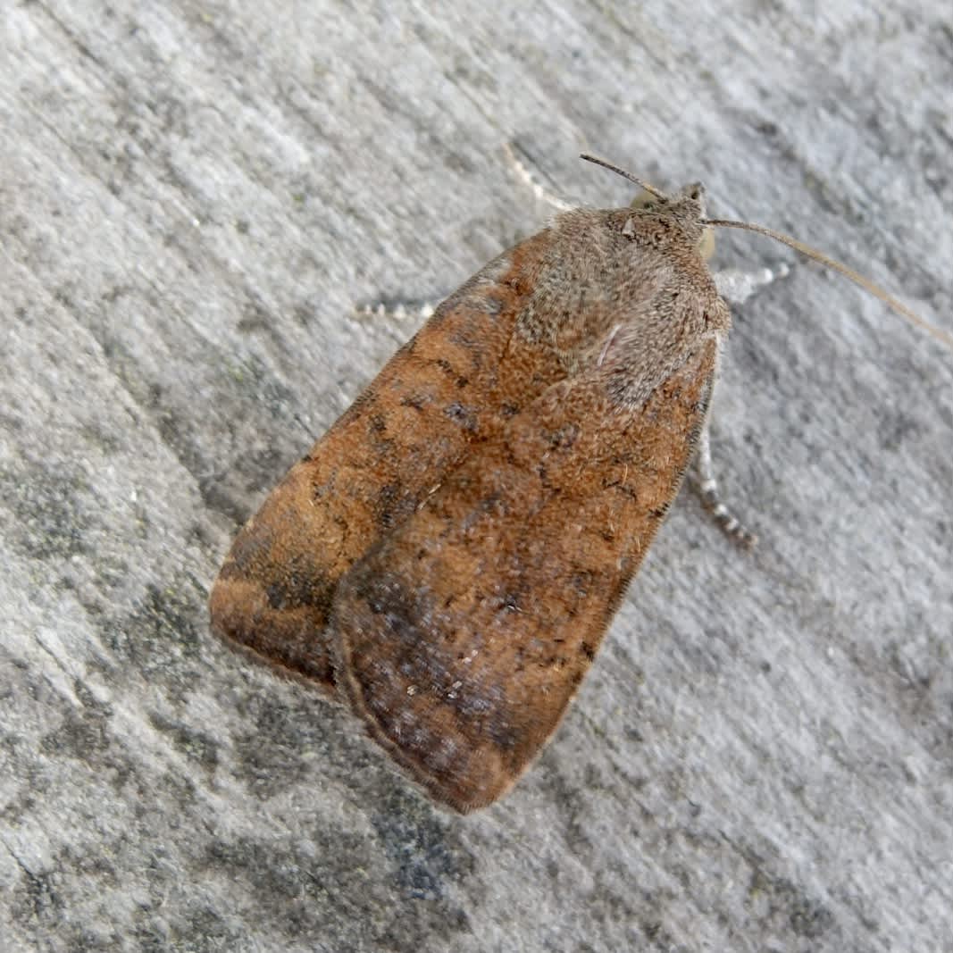 Least Yellow Underwing (Noctua interjecta) photographed in Somerset by Sue Davies