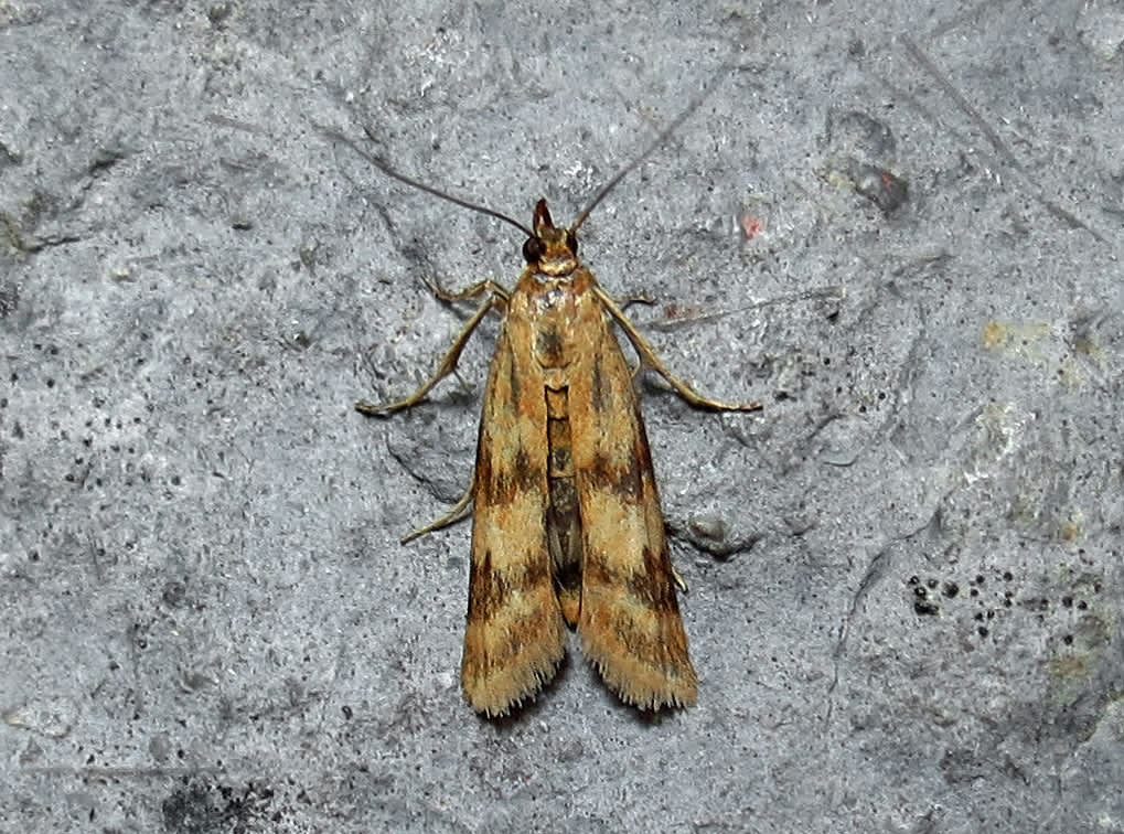 Twin-barred Knot-horn (Homoeosoma sinuella) photographed in Somerset by Steve Chapple