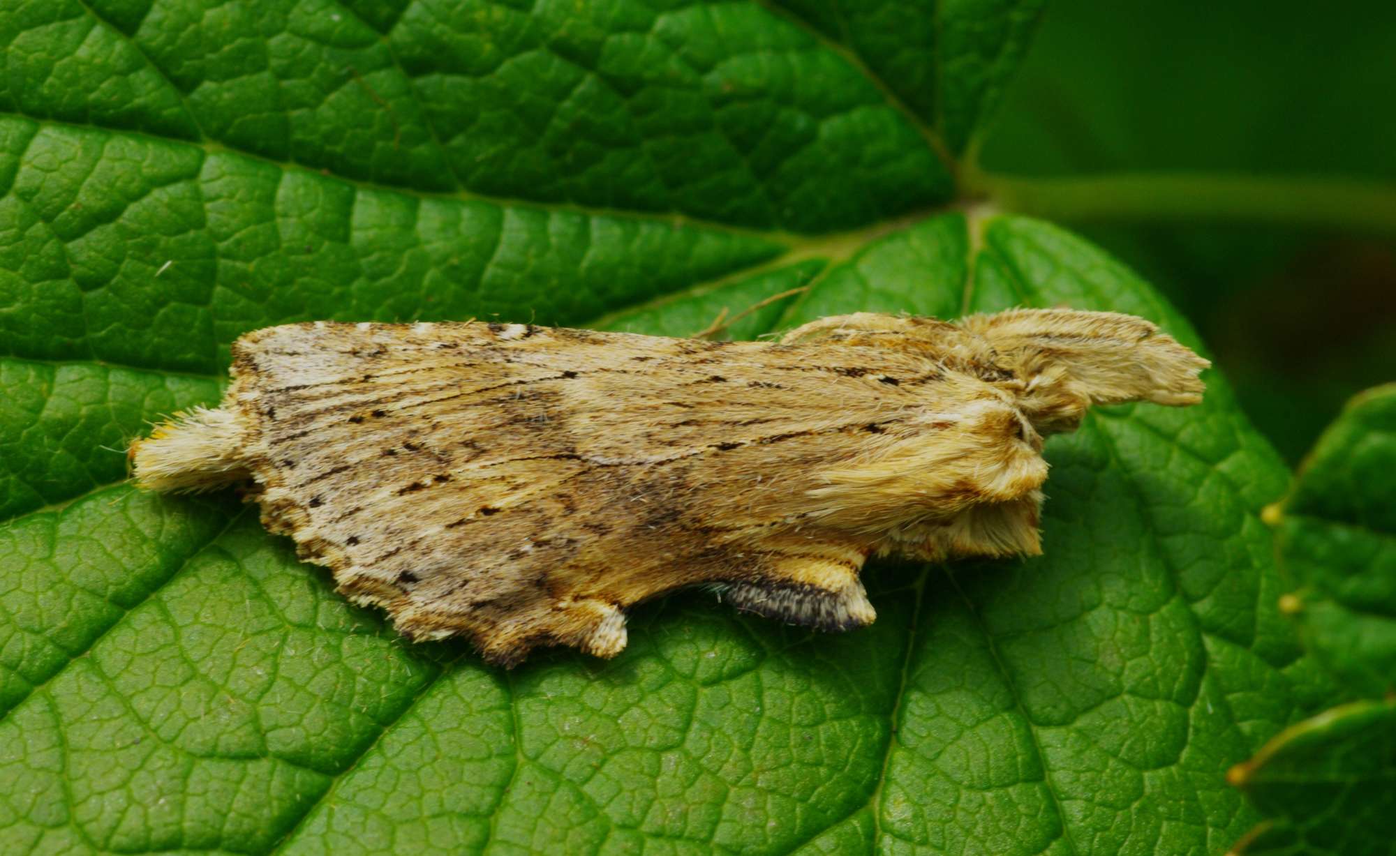 Pale Prominent (Pterostoma palpina) photographed in Somerset by John Connolly