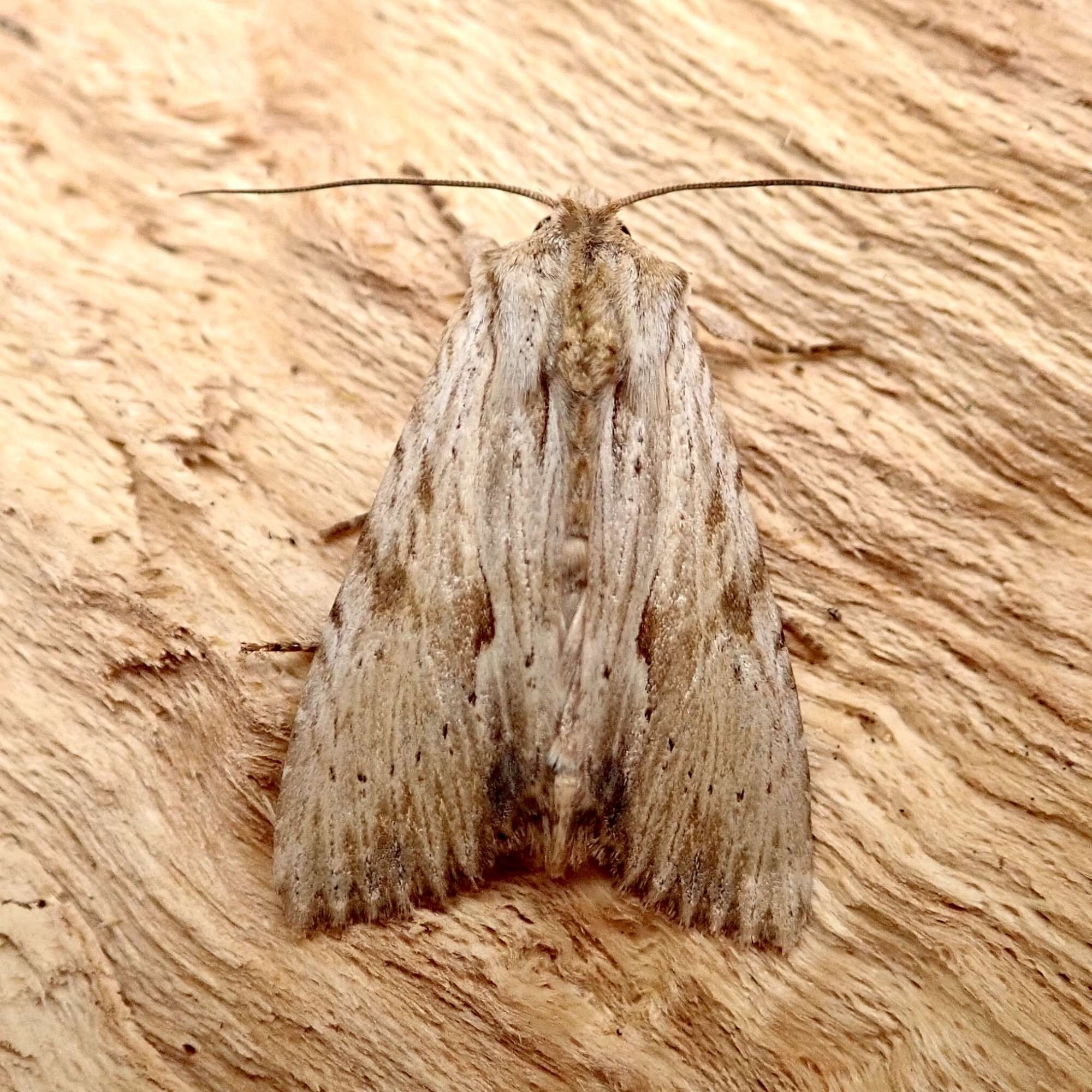 Light Arches (Apamea lithoxylaea) photographed in Somerset by Sue Davies