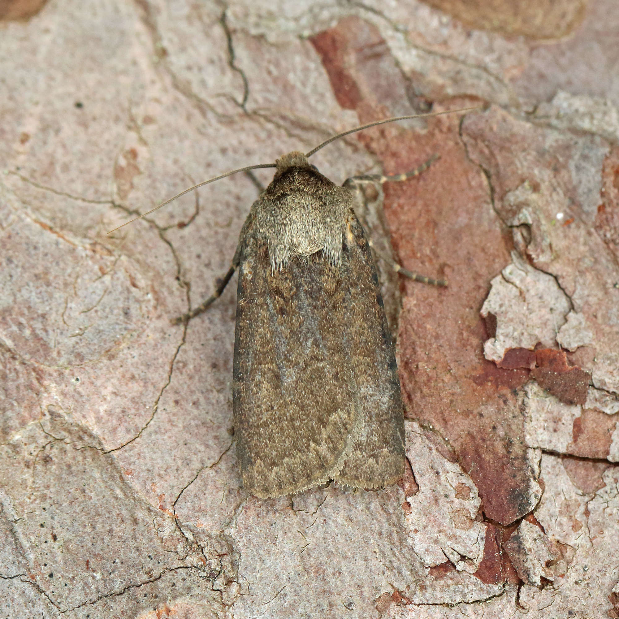 Dotted Rustic (Rhyacia simulans) photographed in Somerset by Nigel Voaden