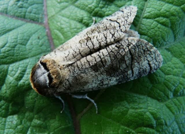 Goat Moth (Cossus cossus) photographed in Somerset by John Connolly