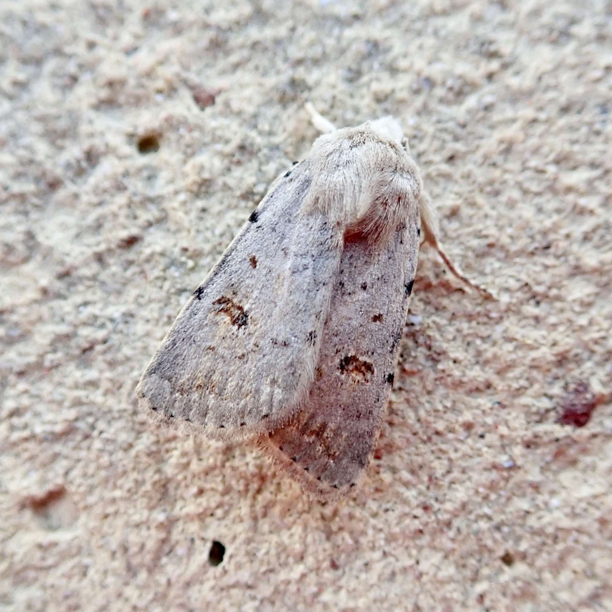 Clancy's Rustic (Caradrina kadenii) photographed in Somerset by Sue Davies