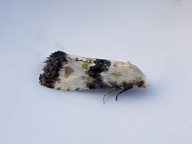 Marbled Conch (Eupoecilia angustana) photographed in Somerset by Sue Davies