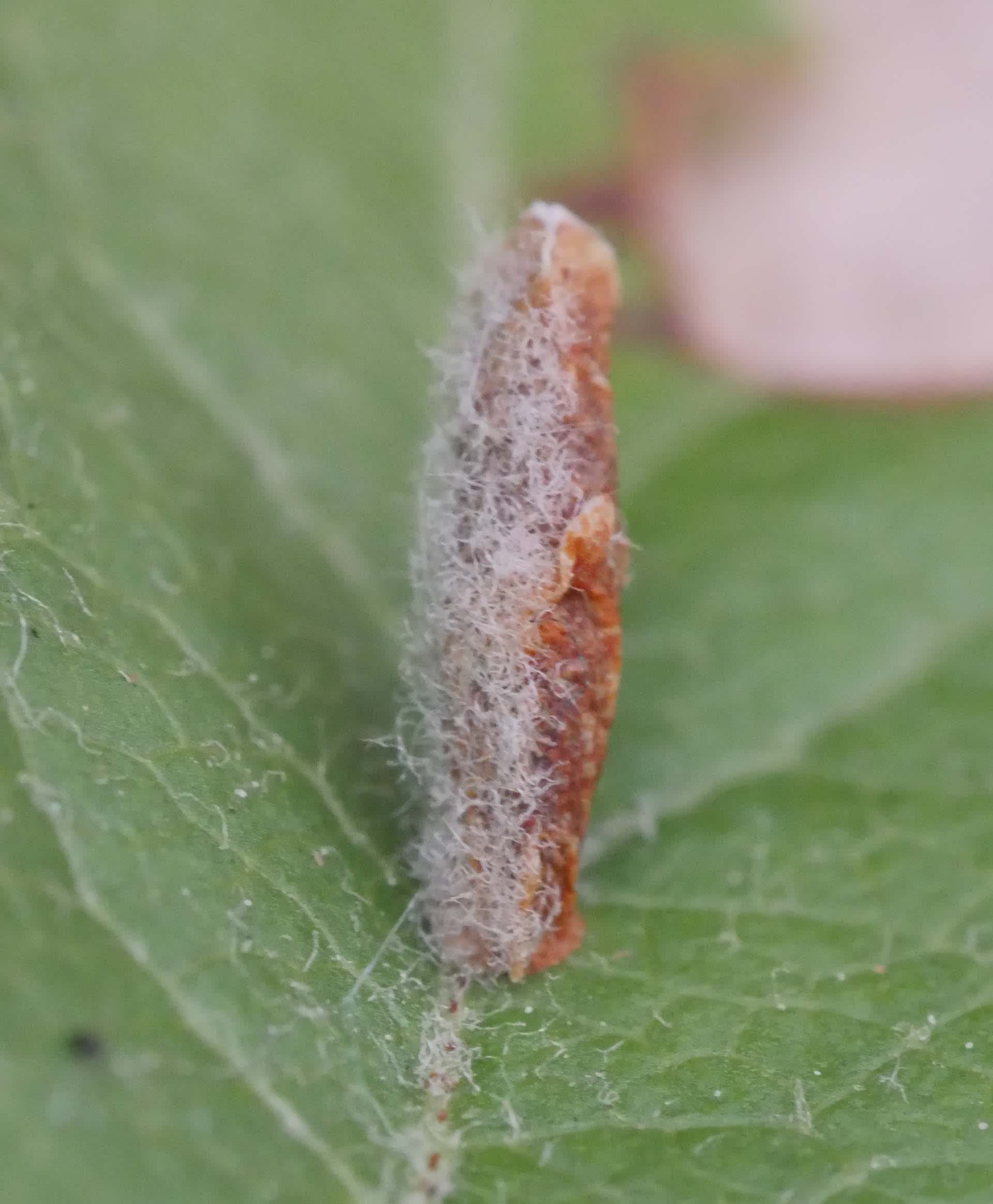 Blackthorn Case-bearer (Coleophora coracipennella) photographed in Somerset by Jenny Vickers