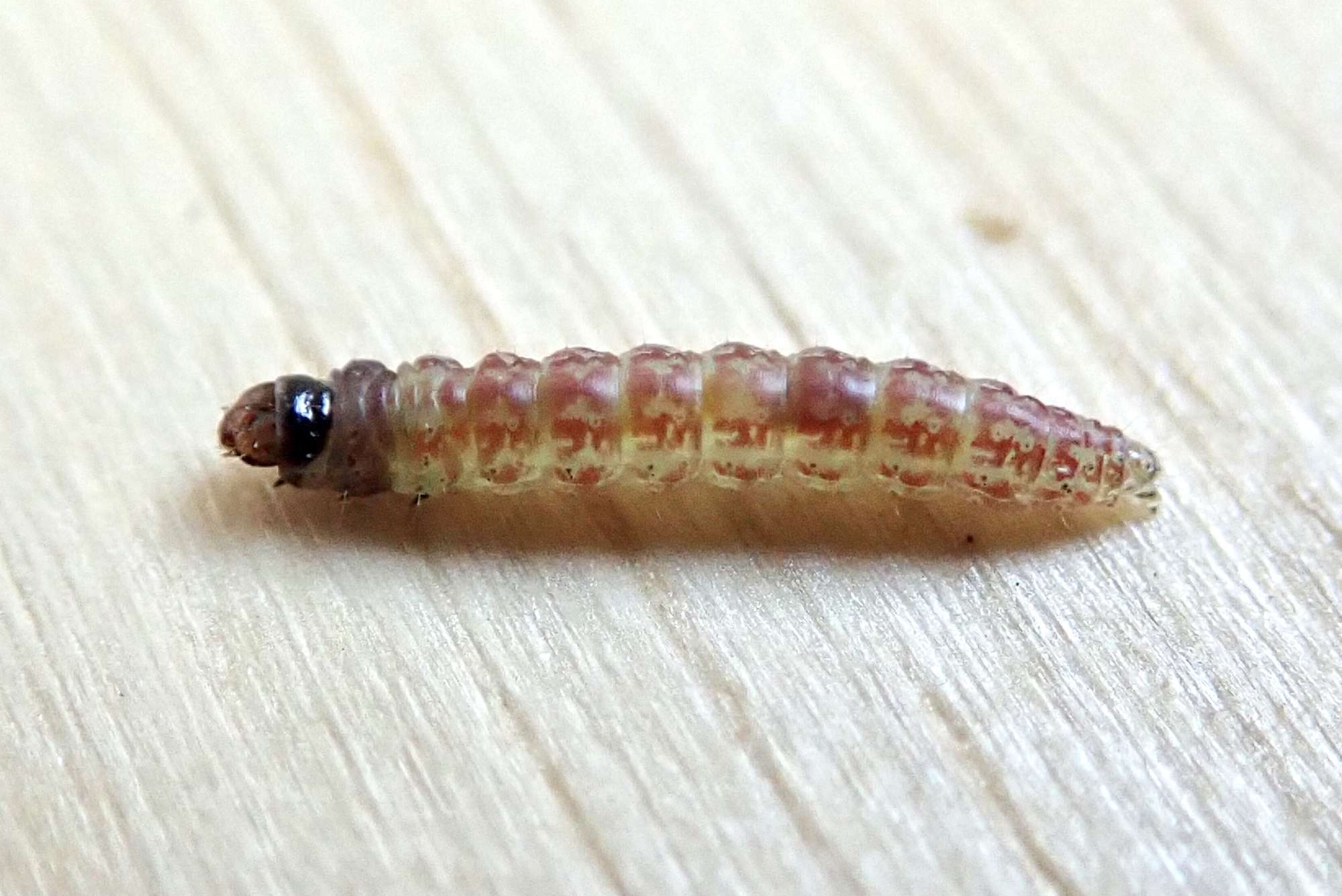 Winter Groundling (Scrobipalpa costella) photographed in Somerset by Sue Davies