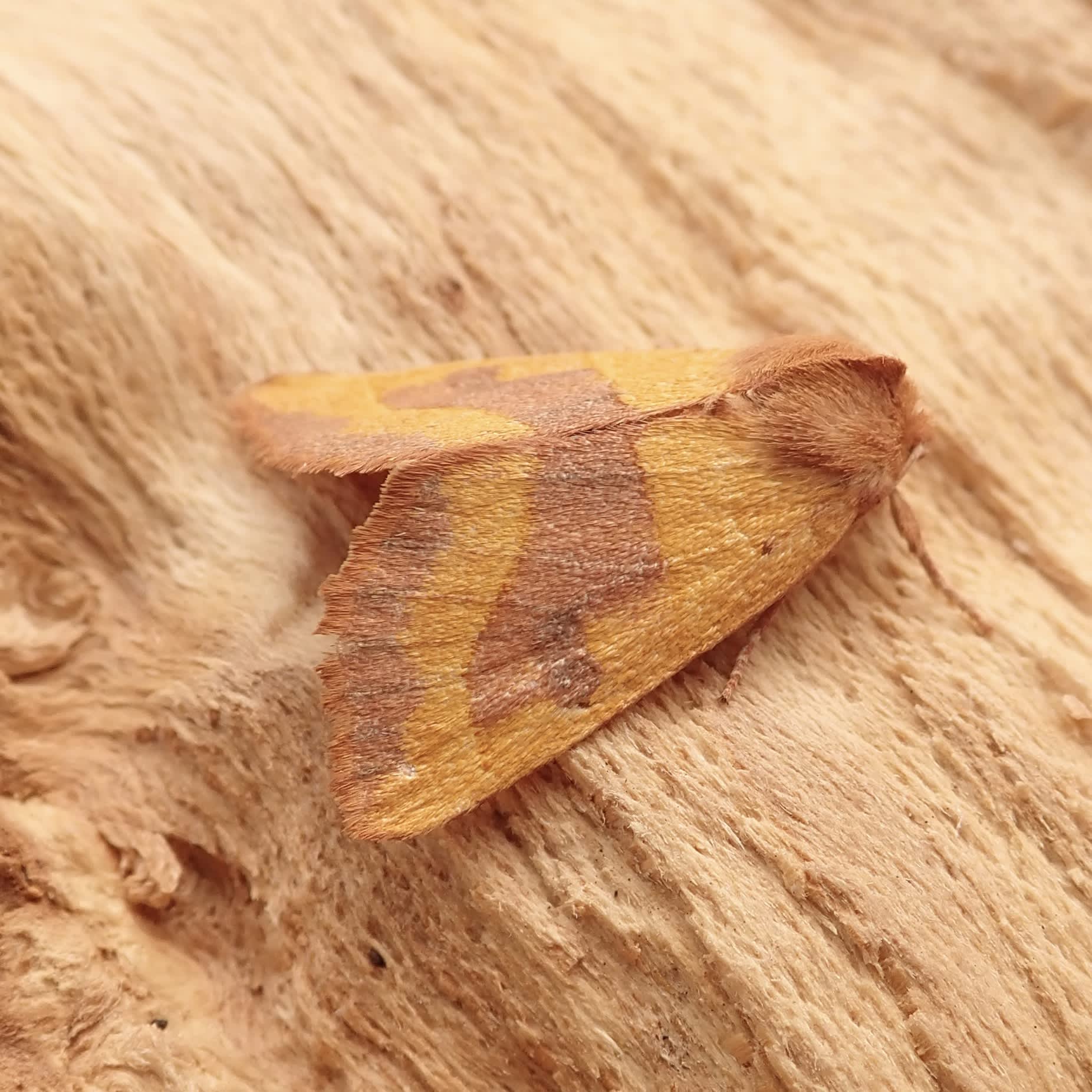 Centre-barred Sallow (Atethmia centrago) photographed in Somerset by Sue Davies 