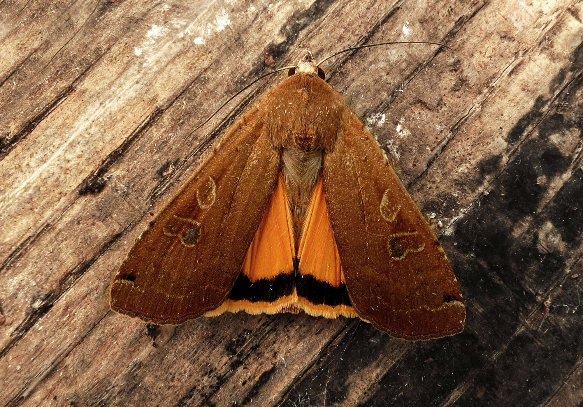 Large Yellow Underwing (Noctua pronuba) photographed in Somerset by Steve Chapple