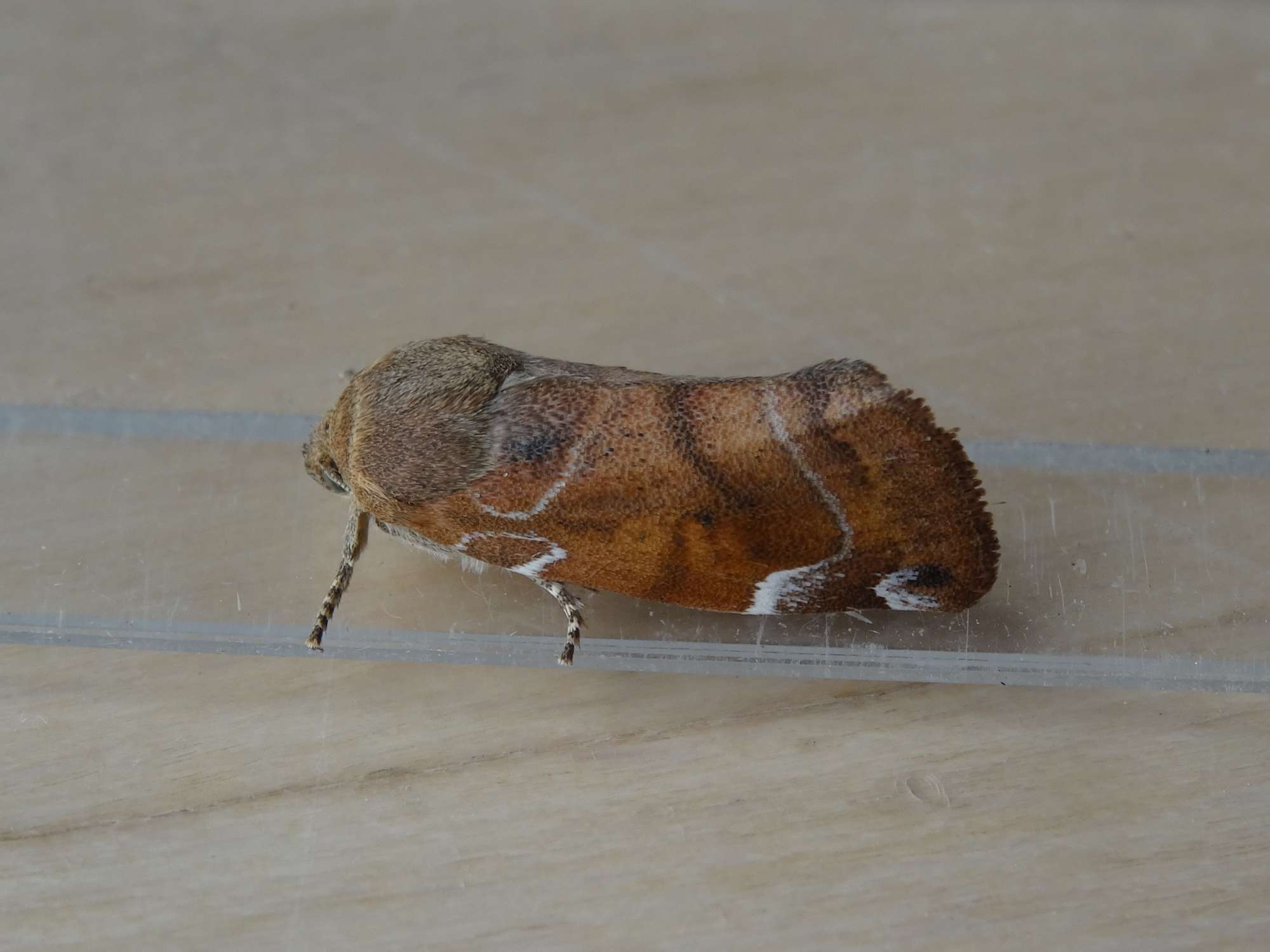 Lesser-spotted Pinion (Cosmia affinis) photographed in Somerset by Christopher Iles