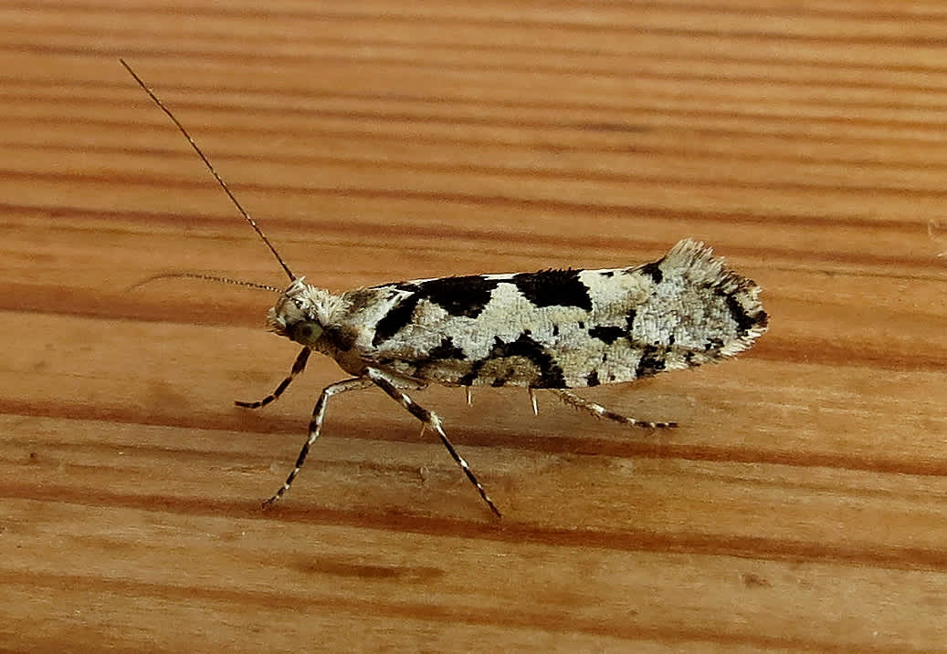 Pied Smudge (Ypsolopha sequella) photographed in Somerset by Steve Chapple