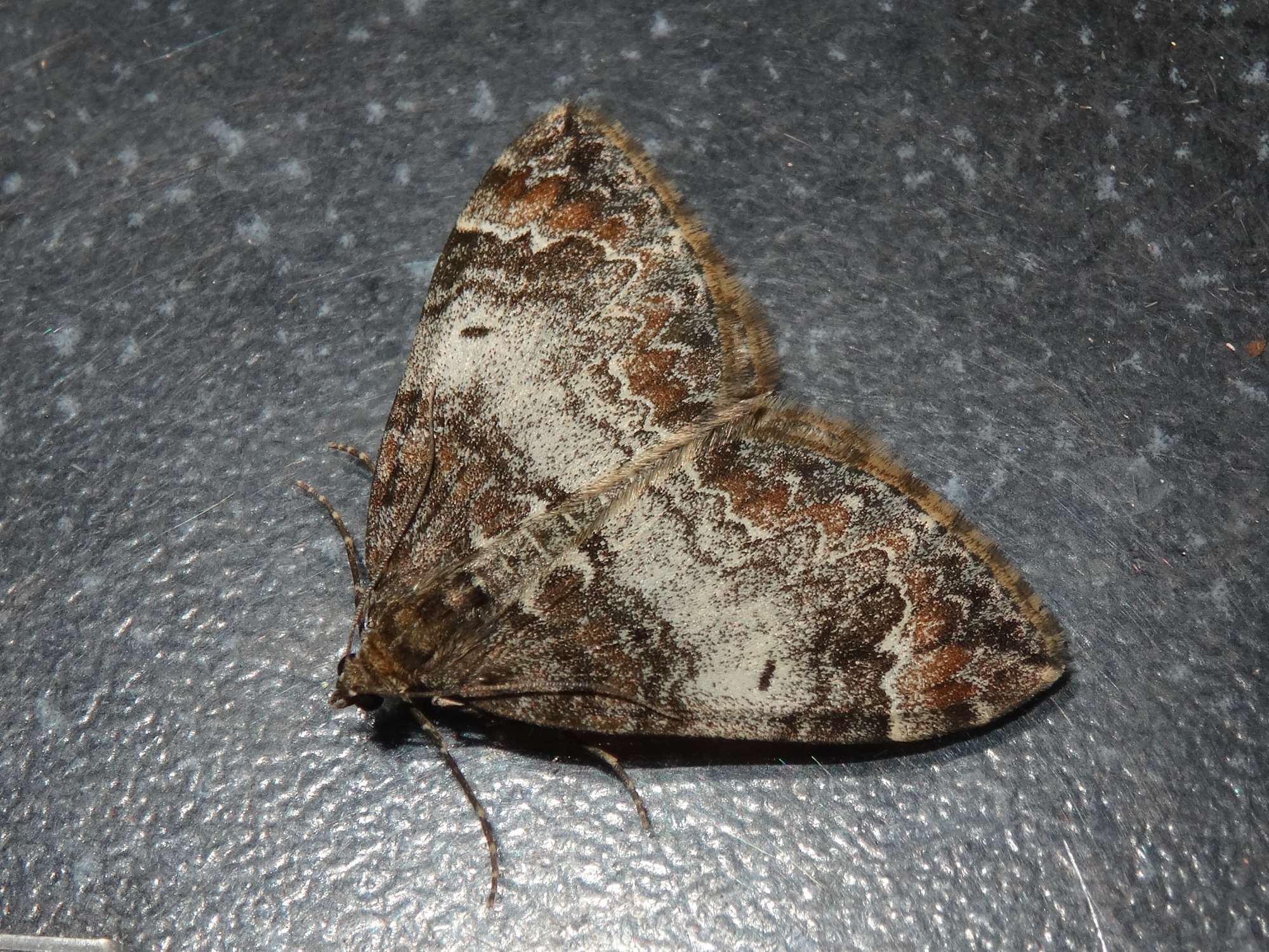 Common Marbled Carpet (Dysstroma truncata) photographed in Somerset by Christopher Iles