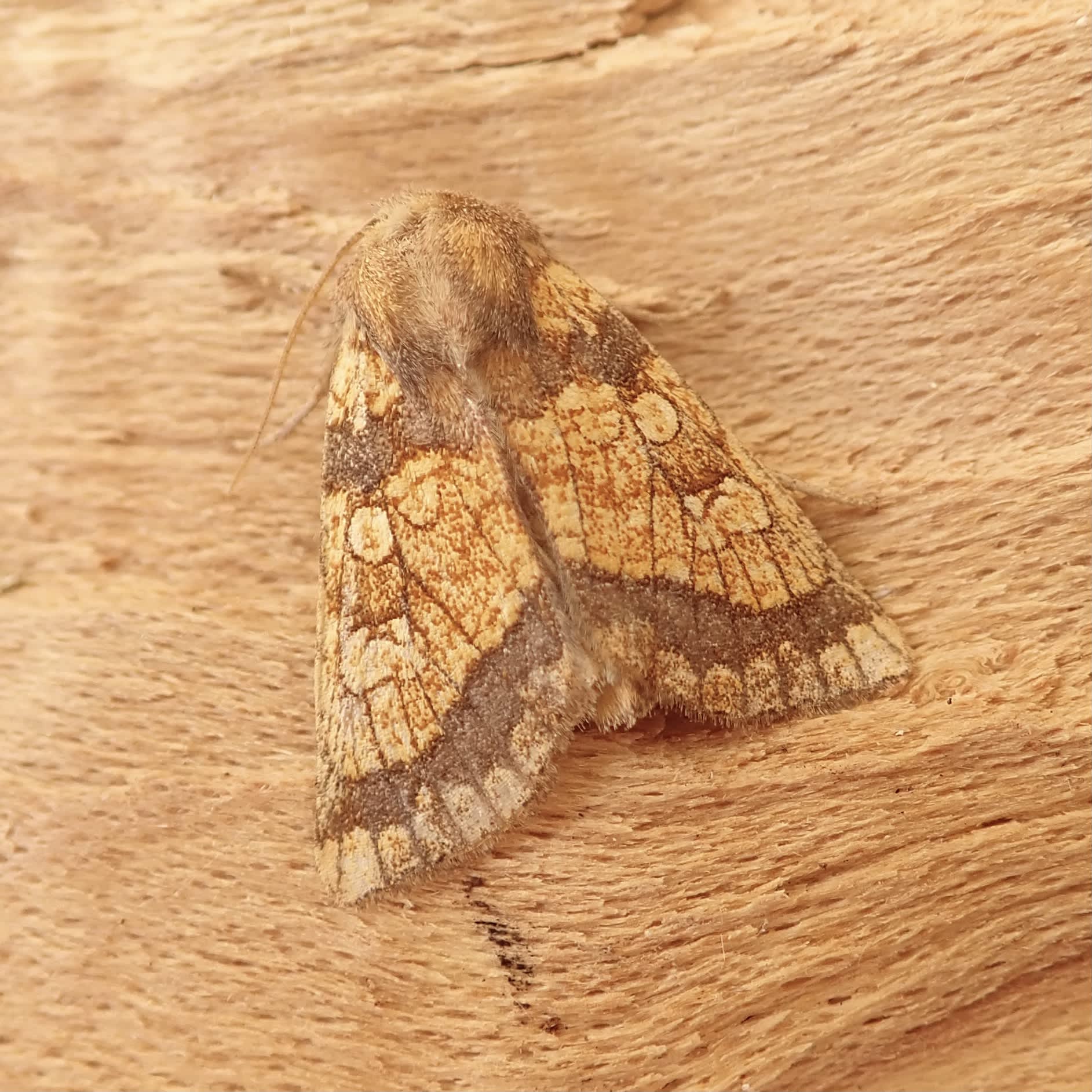 Frosted Orange (Gortyna flavago) photographed in Somerset by Sue Davies 