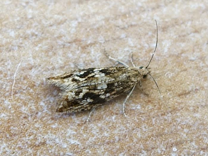 Bactra furfurana | Somerset Moths