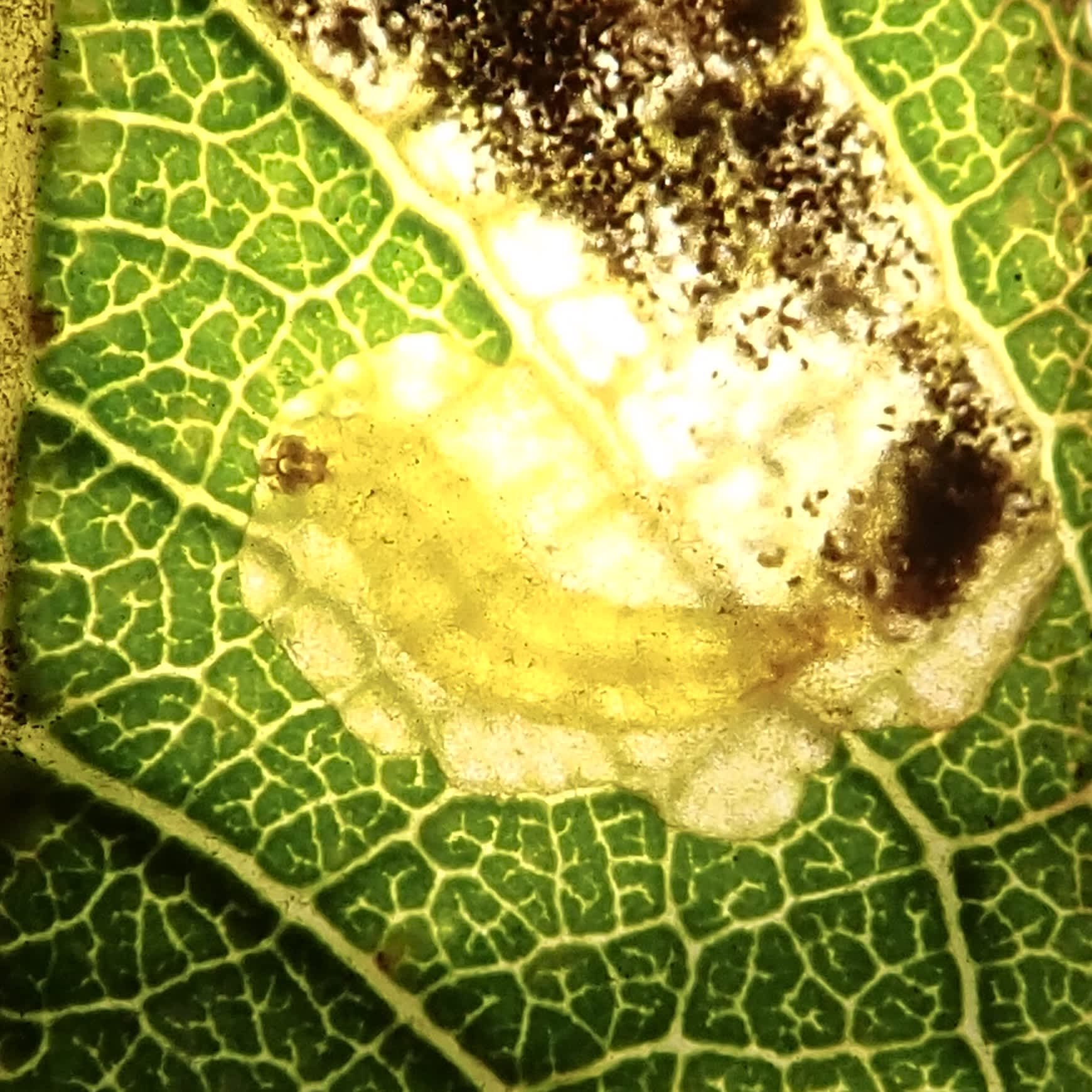 Sallow Pigmy (Stigmella salicis) photographed in Somerset by Sue Davies