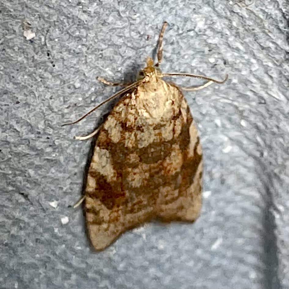 Yellow Oak Button (Aleimma loeflingiana) photographed in Somerset by Sue Davies