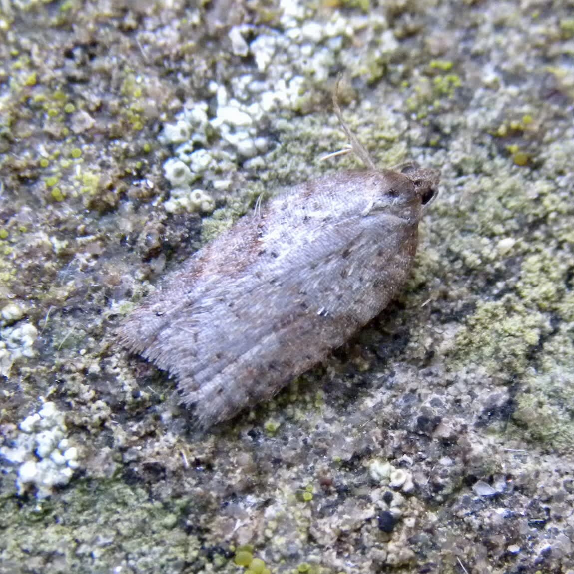 Viburnum Button (Acleris schalleriana) photographed in Somerset by Sue Davies