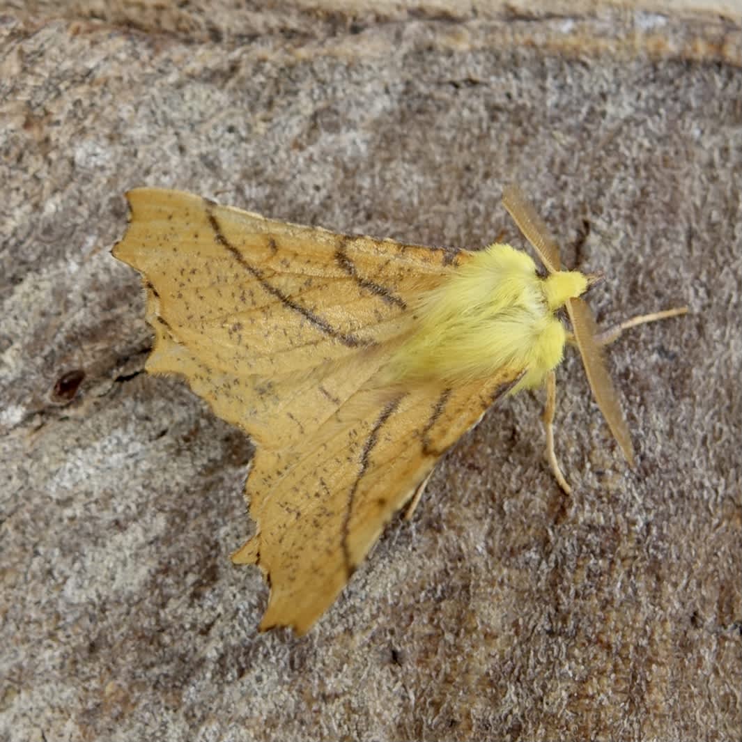 Canary-shouldered Thorn (Ennomos alniaria) photographed in Somerset by Sue Davies