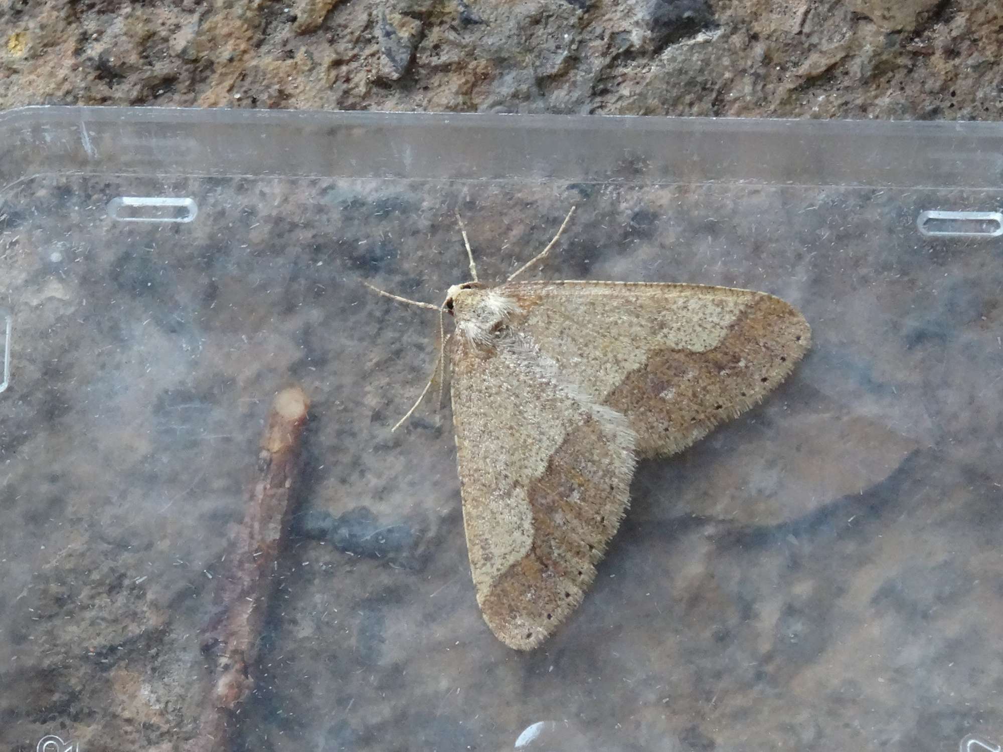 Dotted Border (Agriopis marginaria) photographed in Somerset by Christopher Iles