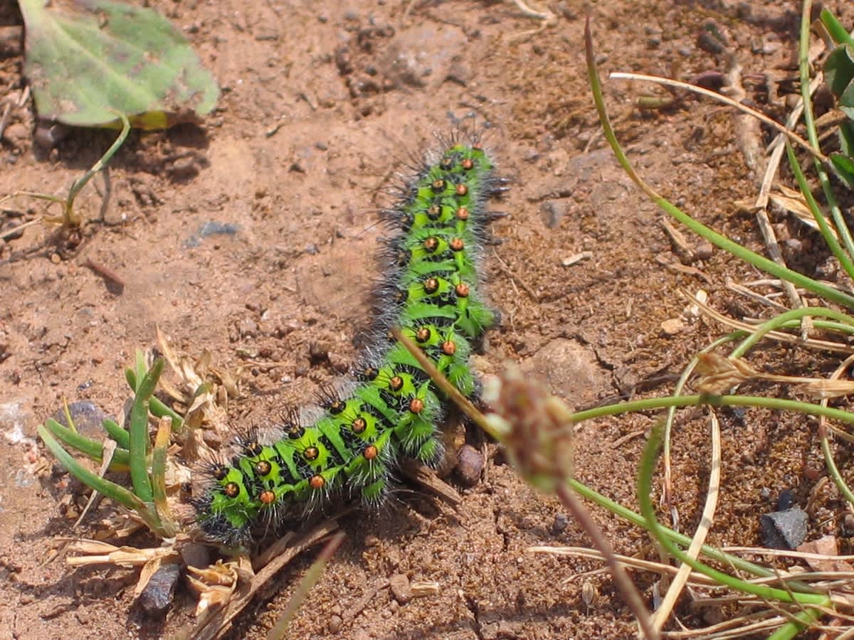 Emperor Moth (Saturnia pavonia) photographed in Somerset by Christopher Iles