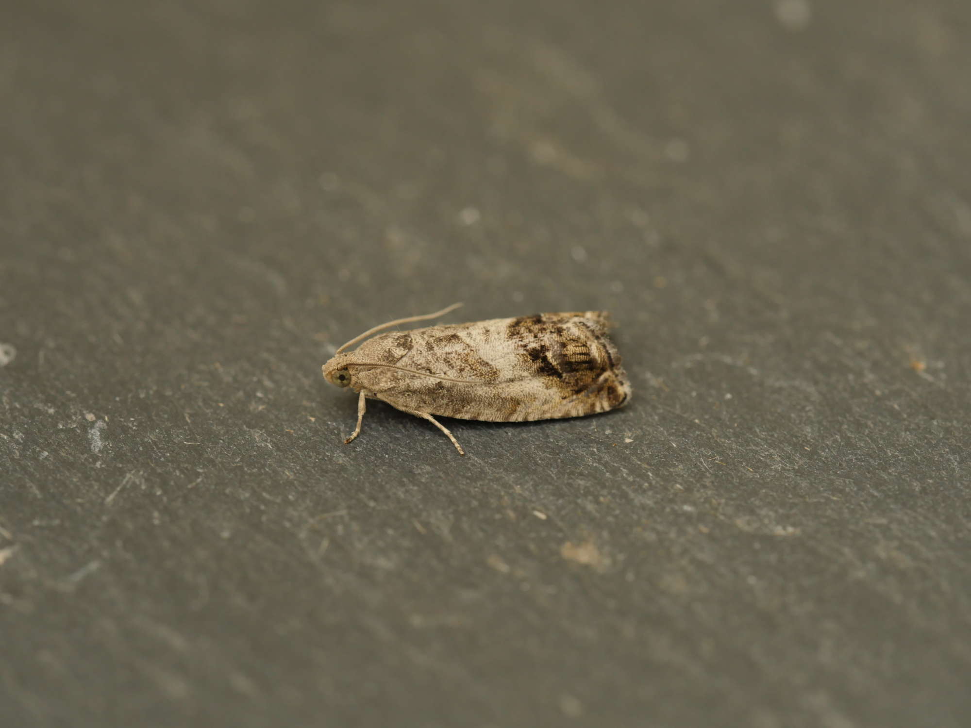 Marbled Piercer (Cydia splendana) photographed in Somerset by Jenny Vickers