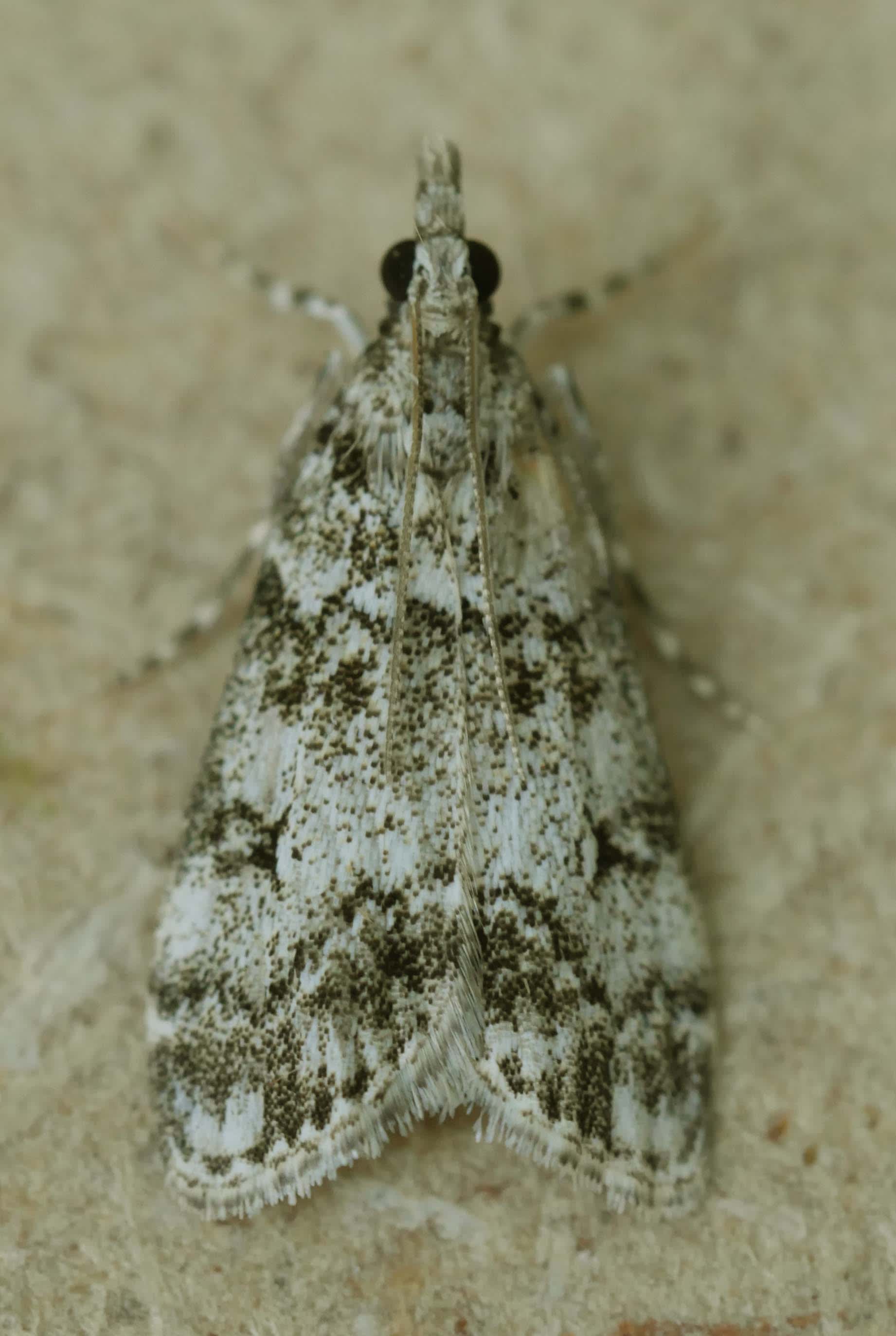 Little Grey (Eudonia lacustrata) photographed in Somerset by Jenny Vickers