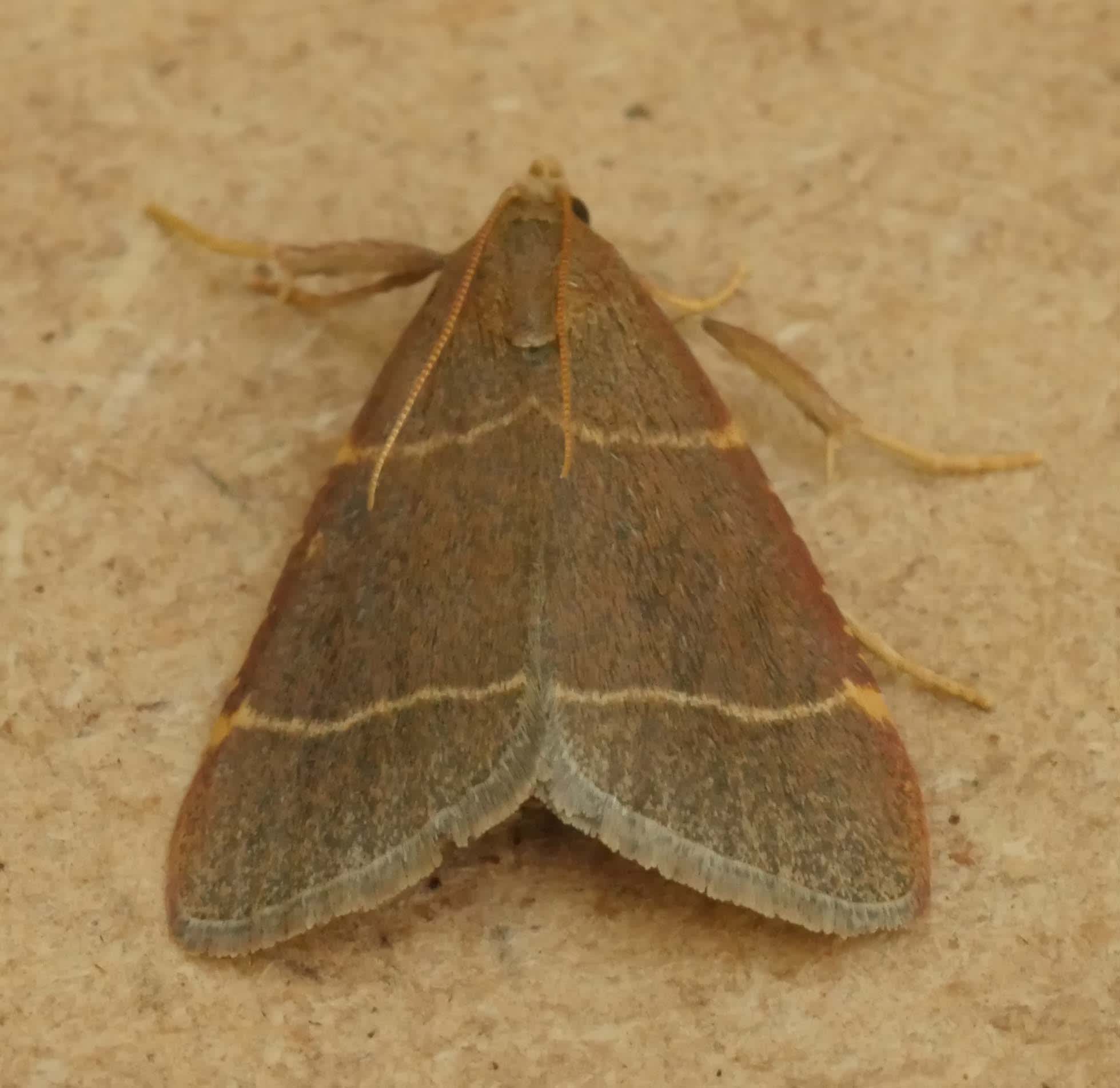 Double-striped Tabby (Hypsopygia glaucinalis) photographed in Somerset by Jenny Vickers