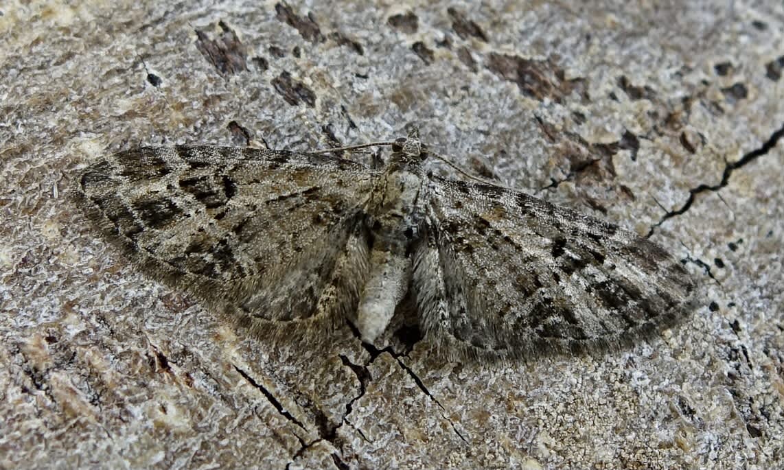 Mottled Pug (Eupithecia exiguata) photographed in Somerset by Sue Davies