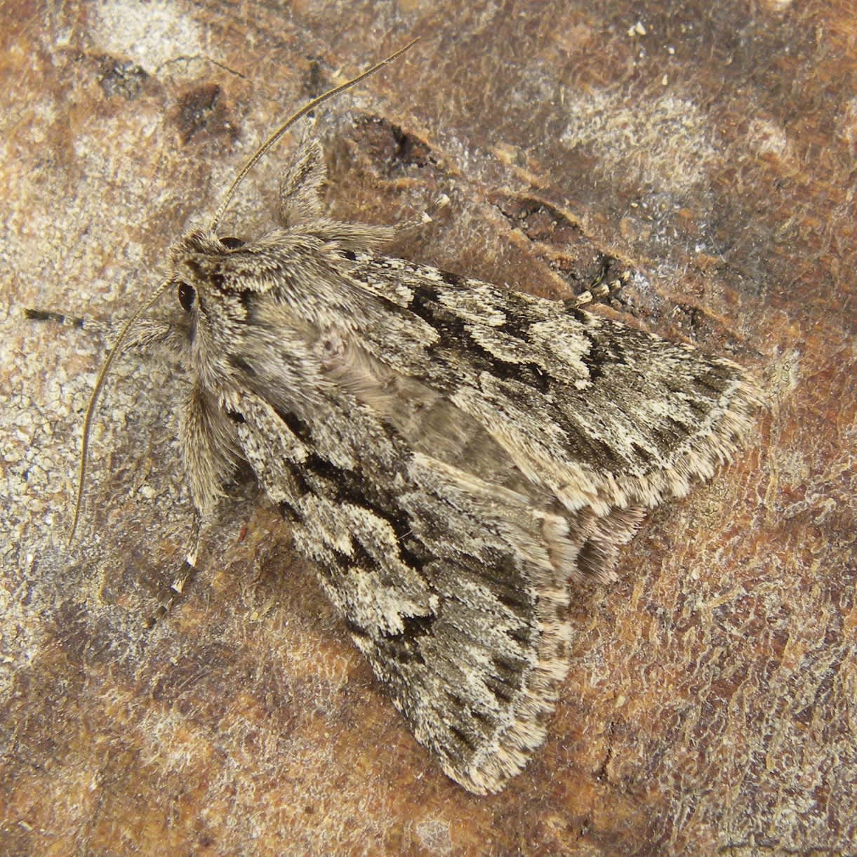 Early Grey (Xylocampa areola) photographed in Somerset by Sue Davies