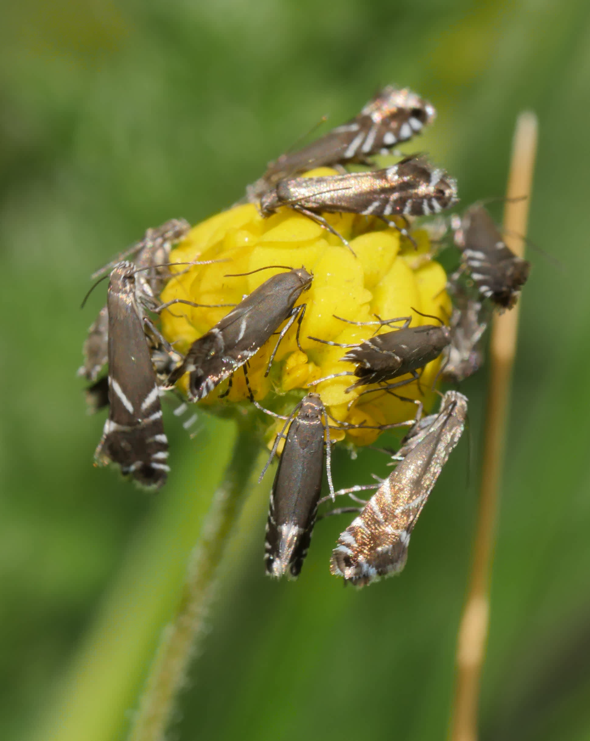 Cocksfoot Moth (Glyphipterix simpliciella) photographed in Somerset by Jenny Vickers