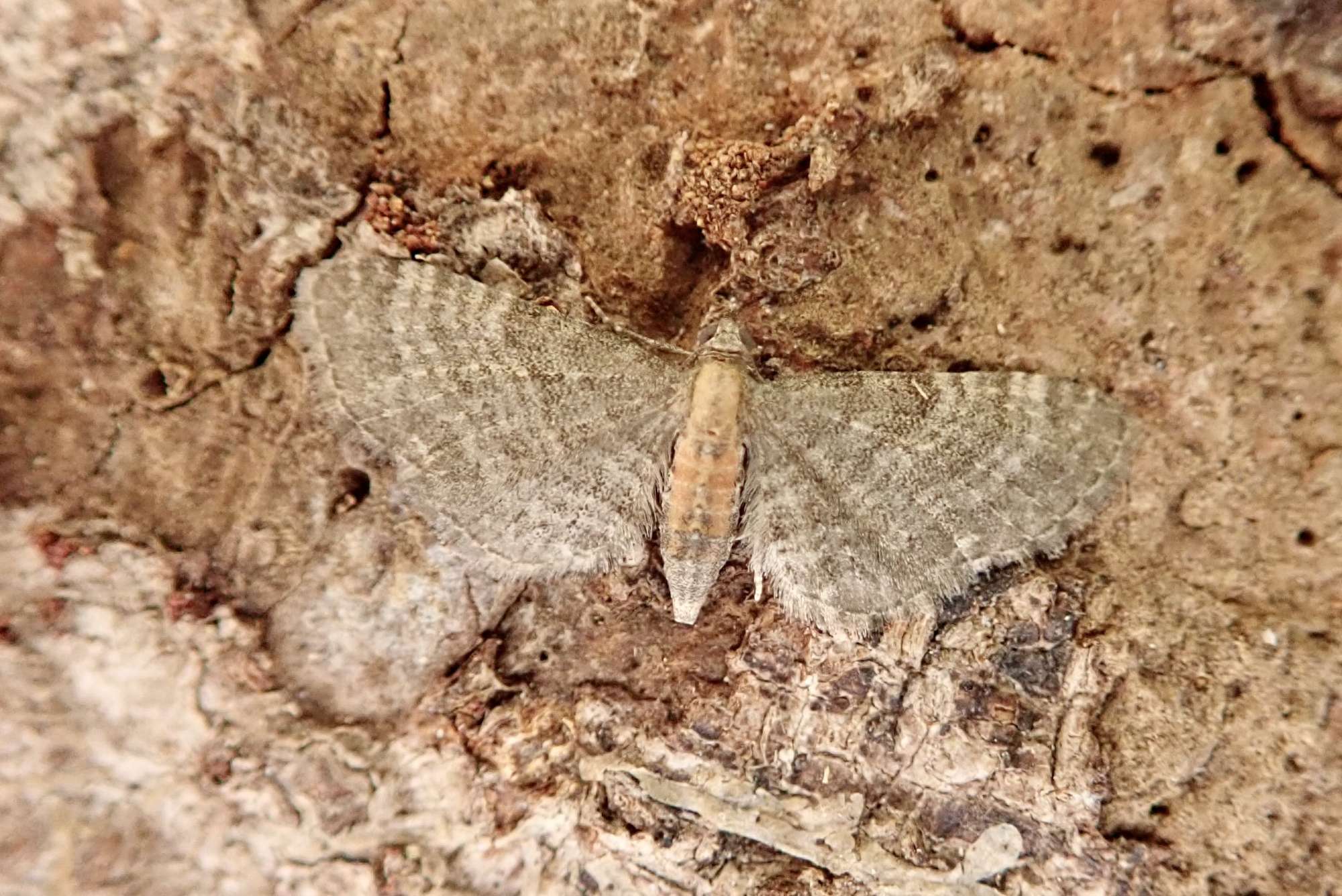 Haworth's Pug (Eupithecia haworthiata) photographed in Somerset by Sue Davies