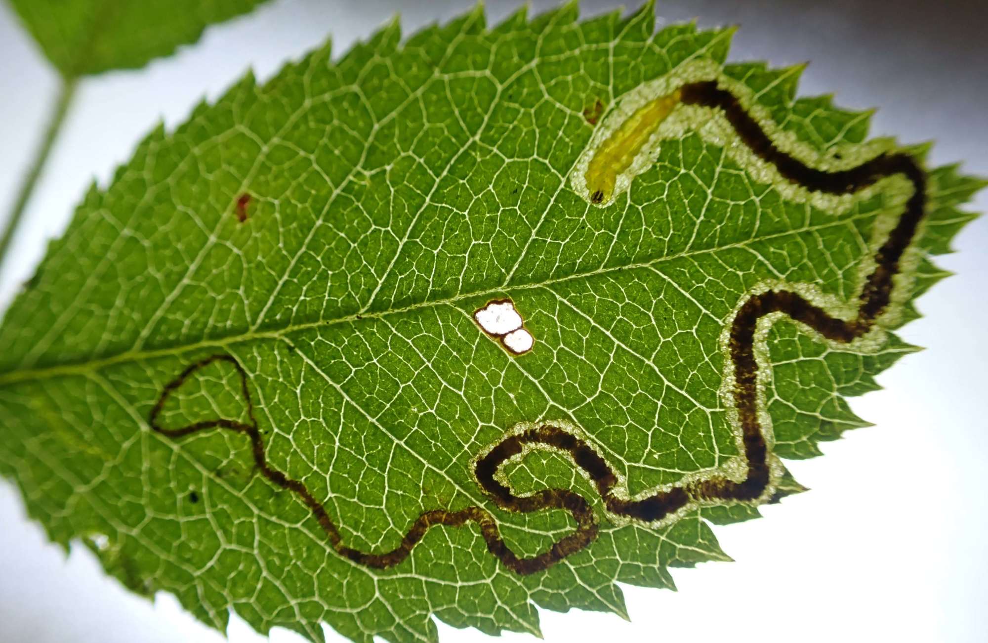 Rose Leaf-miner (Stigmella anomalella) photographed in Somerset by Jenny Vickers