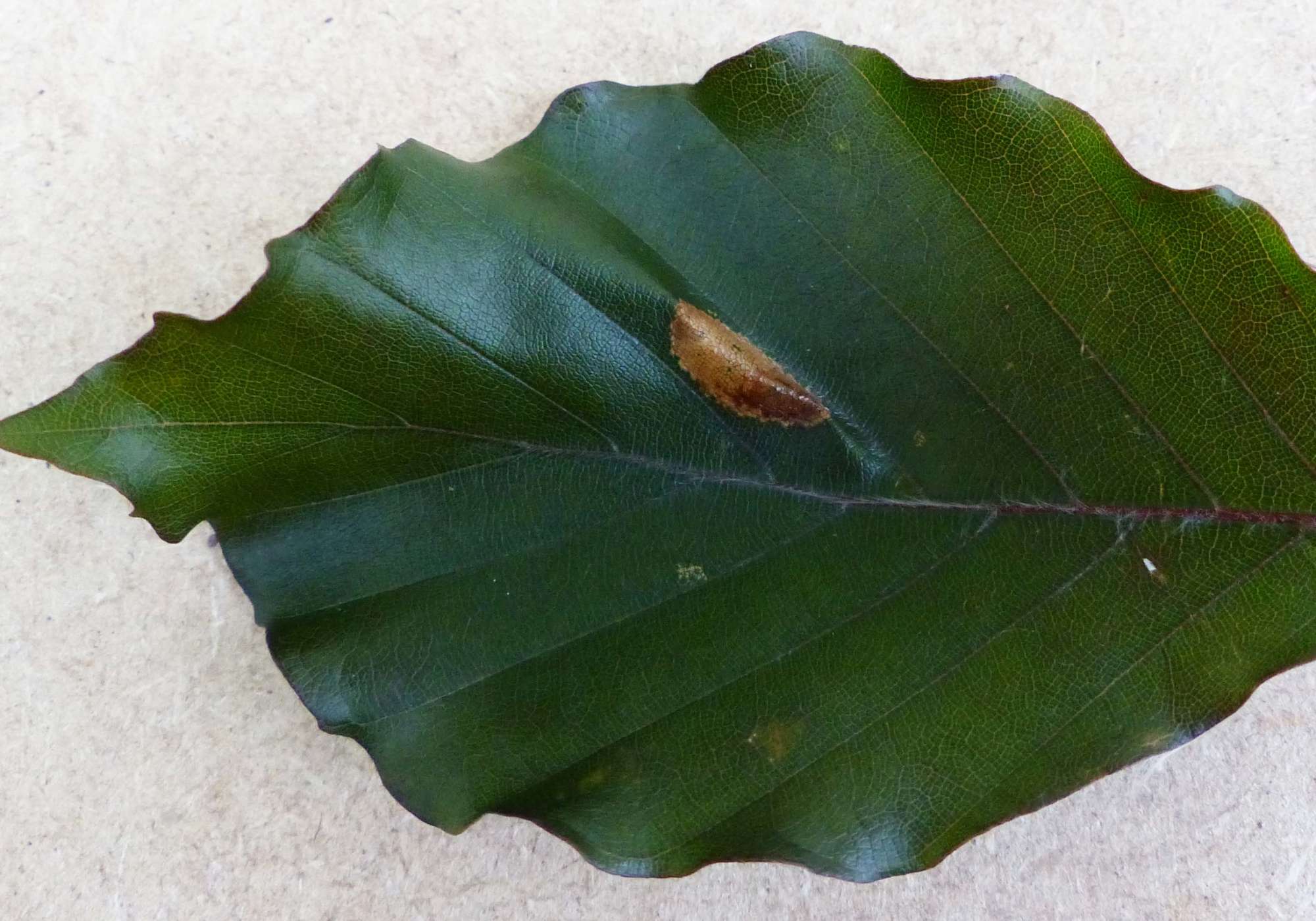 Garden Midget (Phyllonorycter messaniella) photographed in Somerset by Jenny Vickers